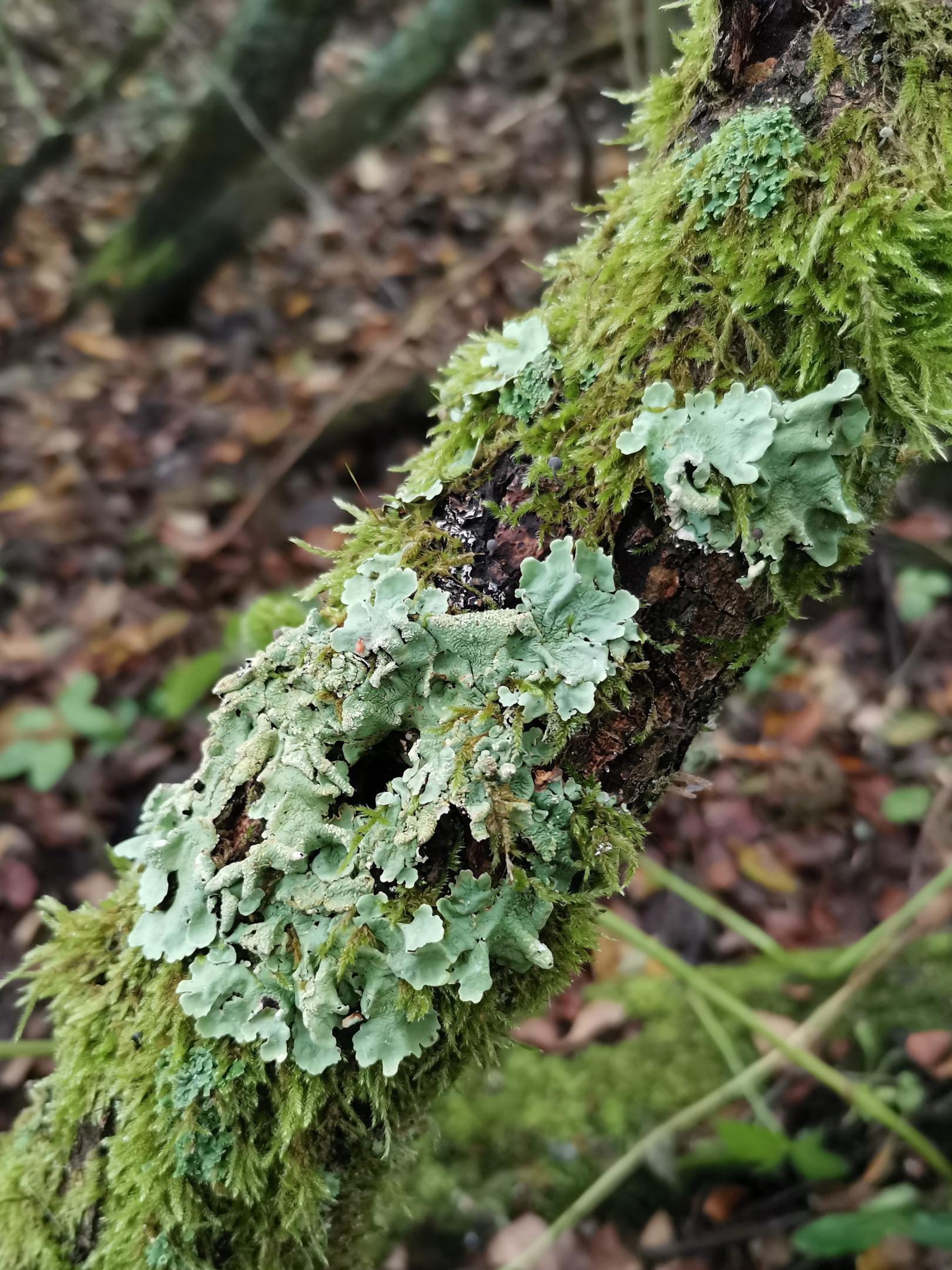 sortie lichens Oise