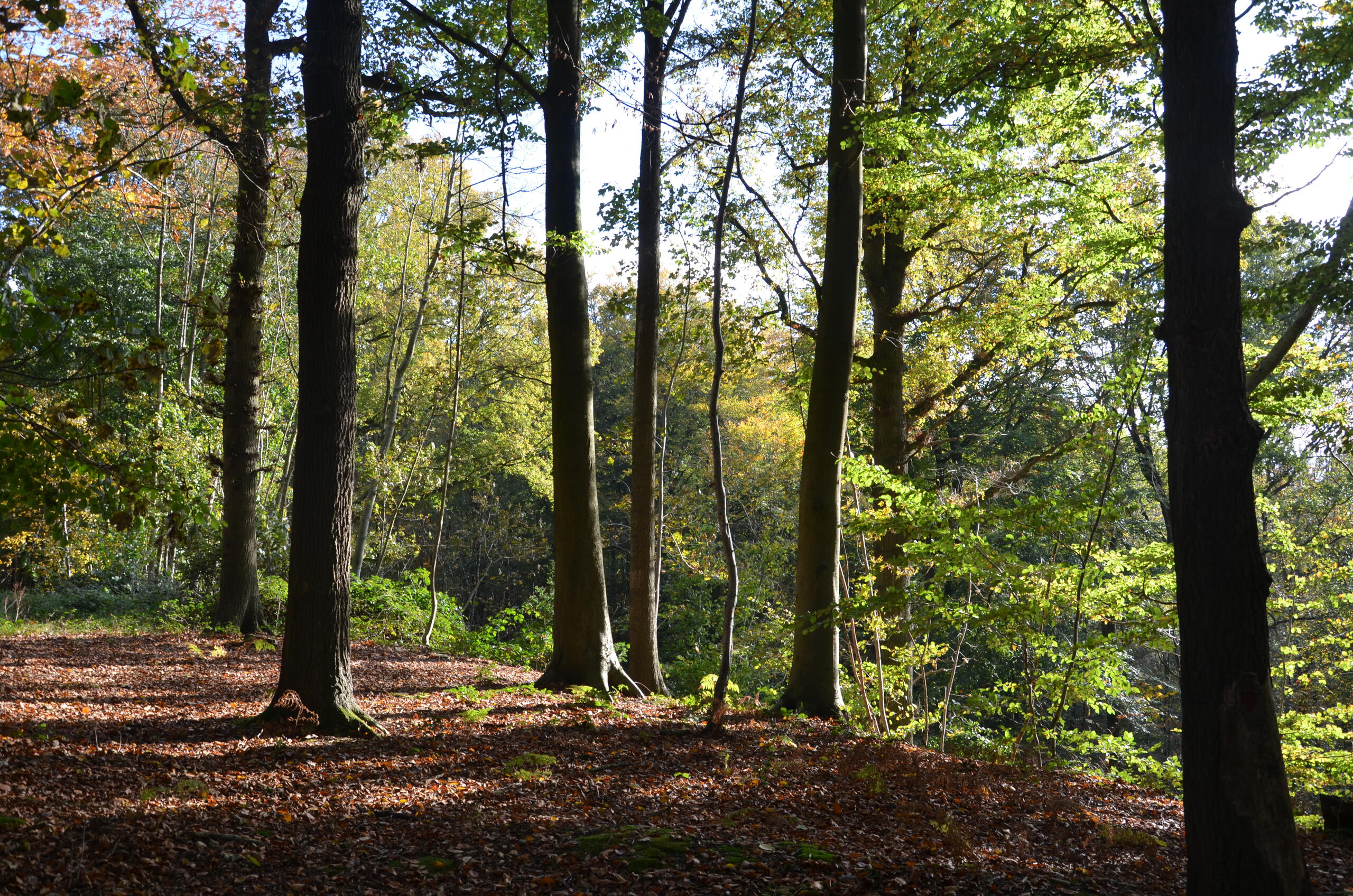 bois mont  noir 