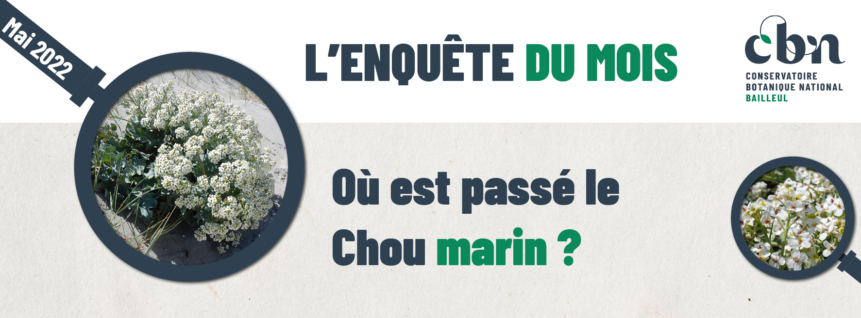  « L’enquête du mois : Où est passé le Chou marin ? » 