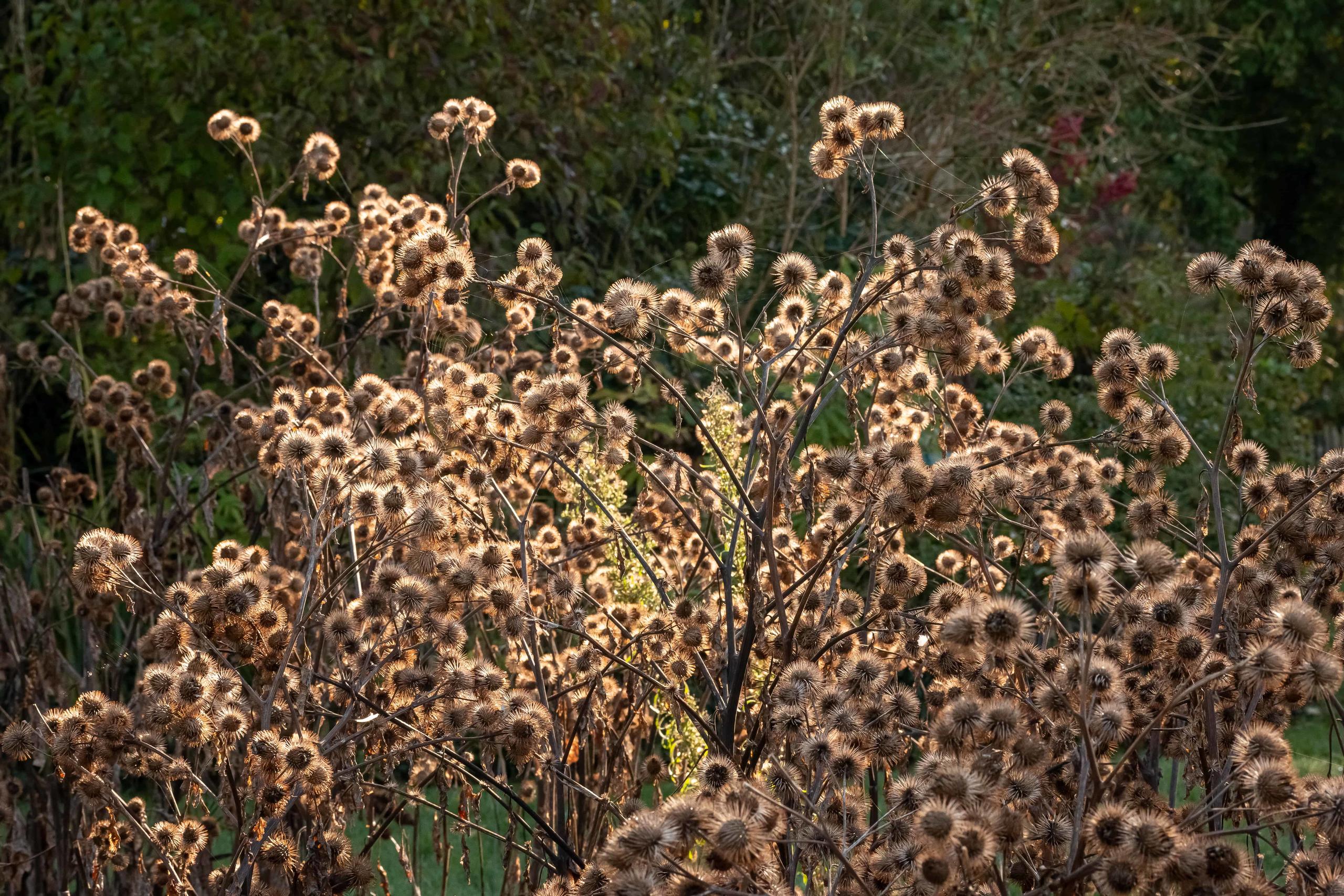 Sortie nature "Récolte de semences de plantes sauvages" aux étangs Bellekindt de Bailleul (59)