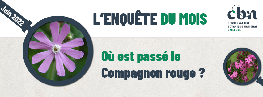 « L’enquête du mois : Où est passé le Compagnon rouge ? »