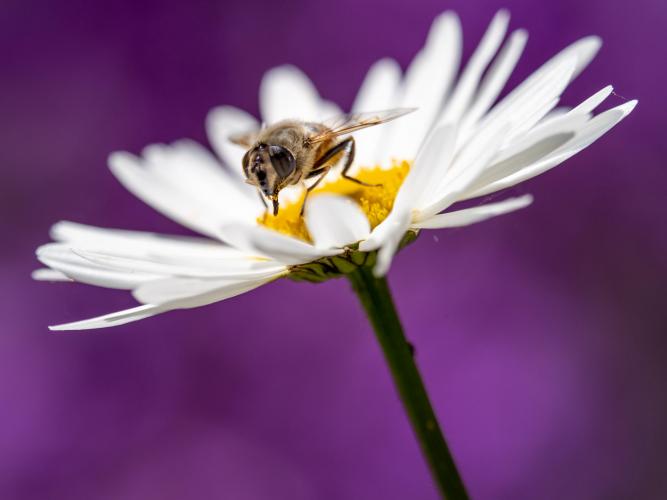 Sortie nature : "Coup de génie chez les plantes" (Aisne)