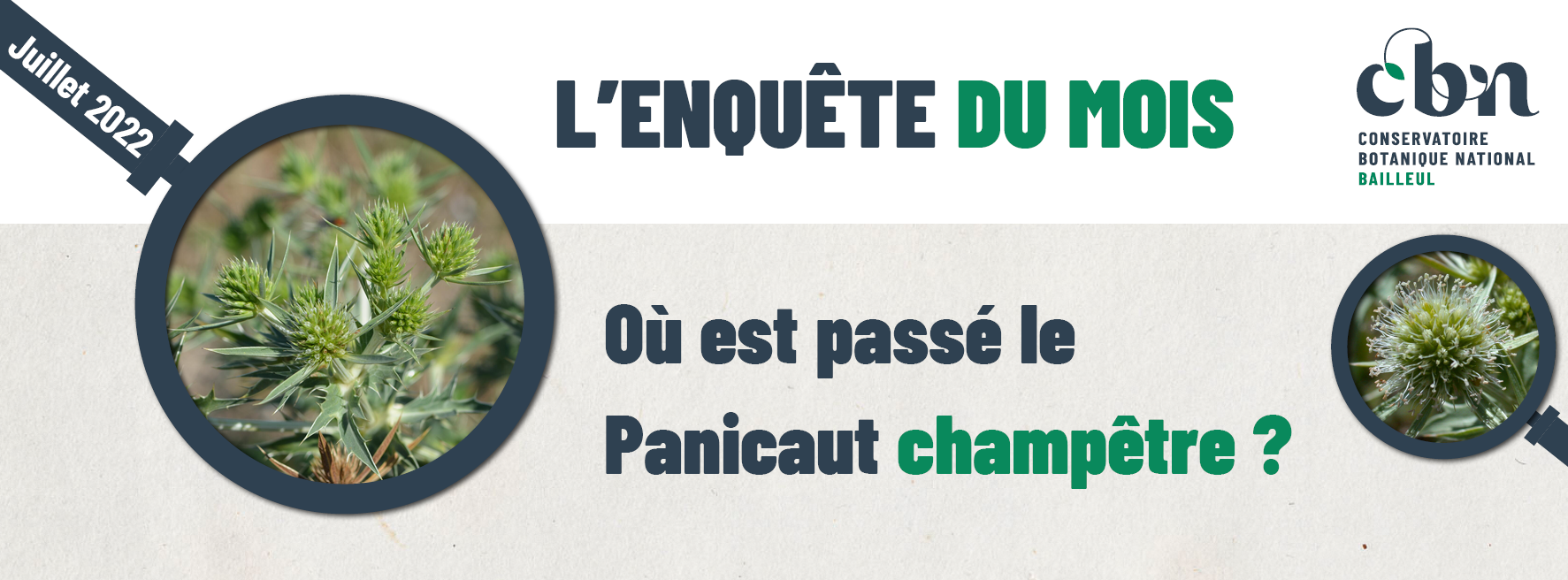 « L’enquête du mois : Où est passé le Panicaut champêtre ? »