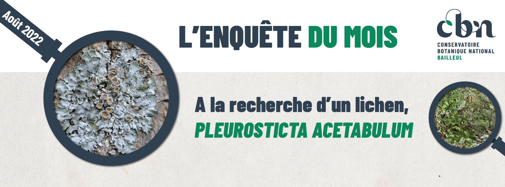"L’enquête du mois : à la recherche d'un lichen ! Pleurosticta acetabulum"