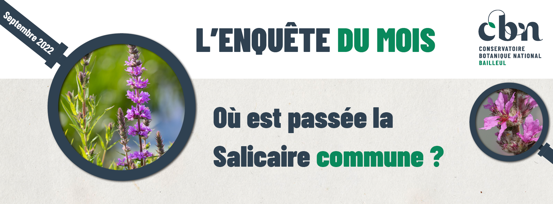 L'enquête du mois : "Où est passée la Salicaire commune ?"