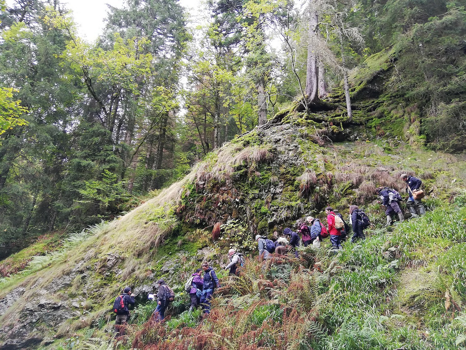 Un réseau actif pour l’étude des bryophytes