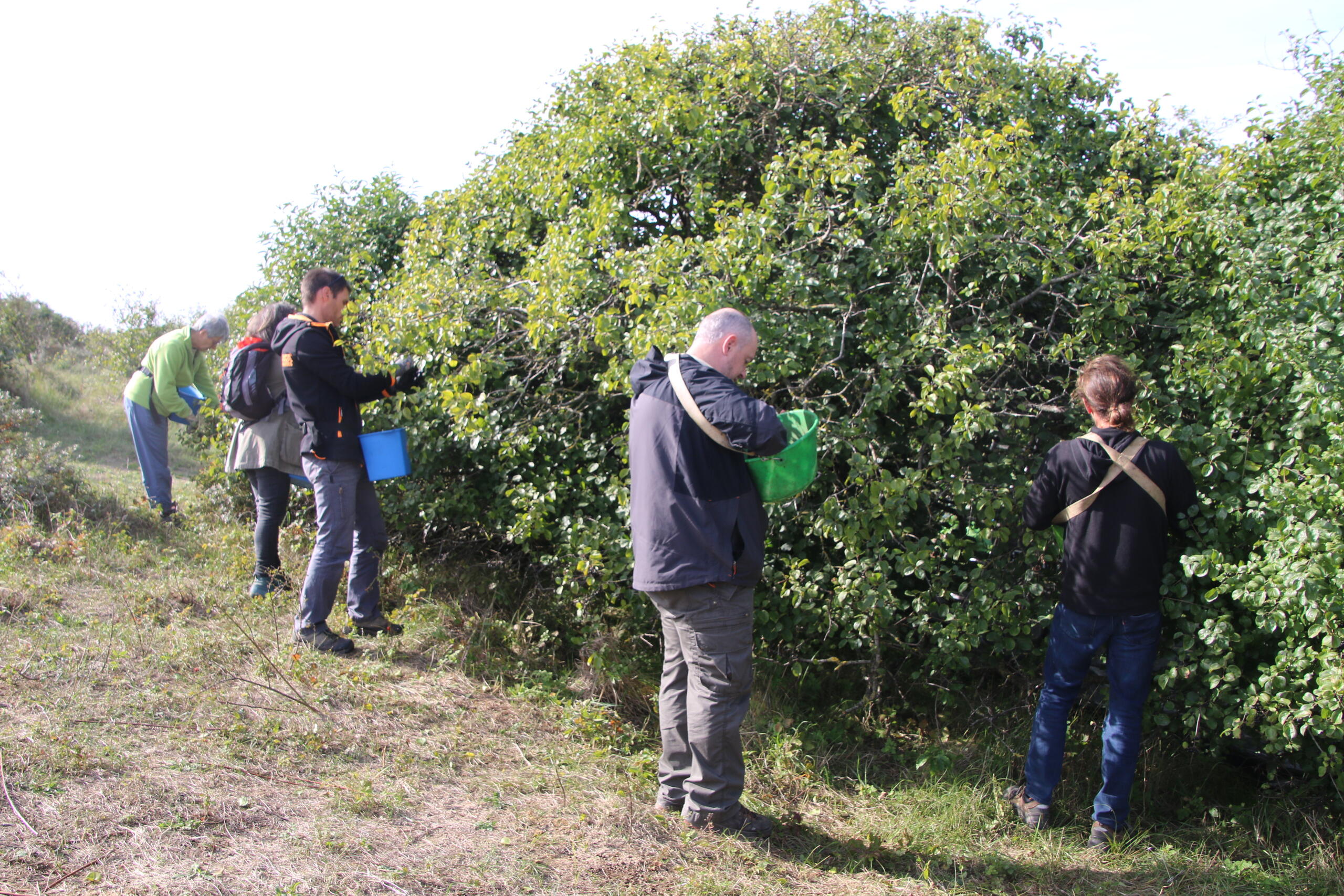 Retour sur la journée d'initiation à la récolte de graines d'arbres et arbustes sauvages