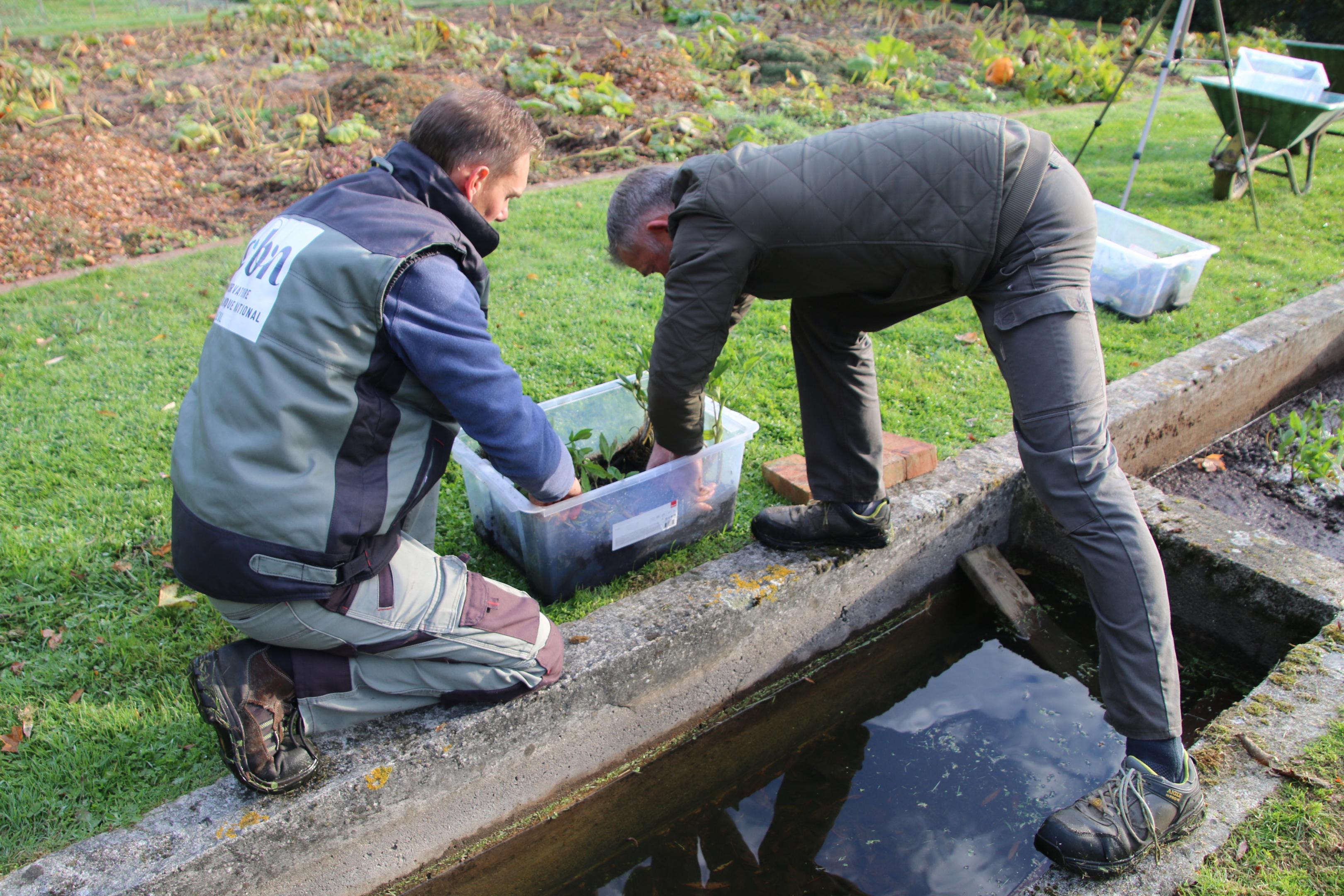 Culture expérimentale de Trèfle d'eau au Jardin conservatoire