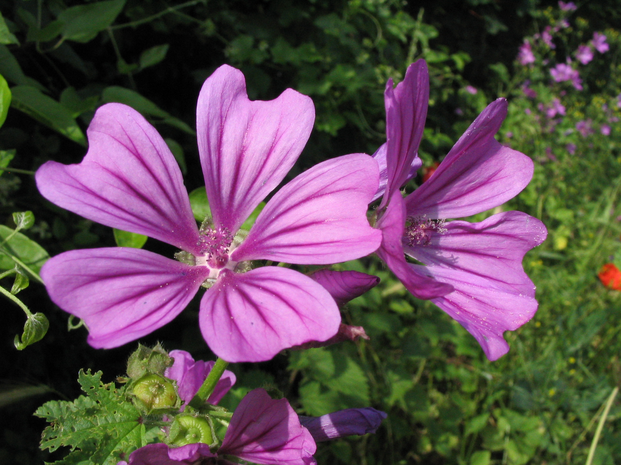 Sortie nature : "Les plantes sauvages comestibles" (parc de Samara, Somme)