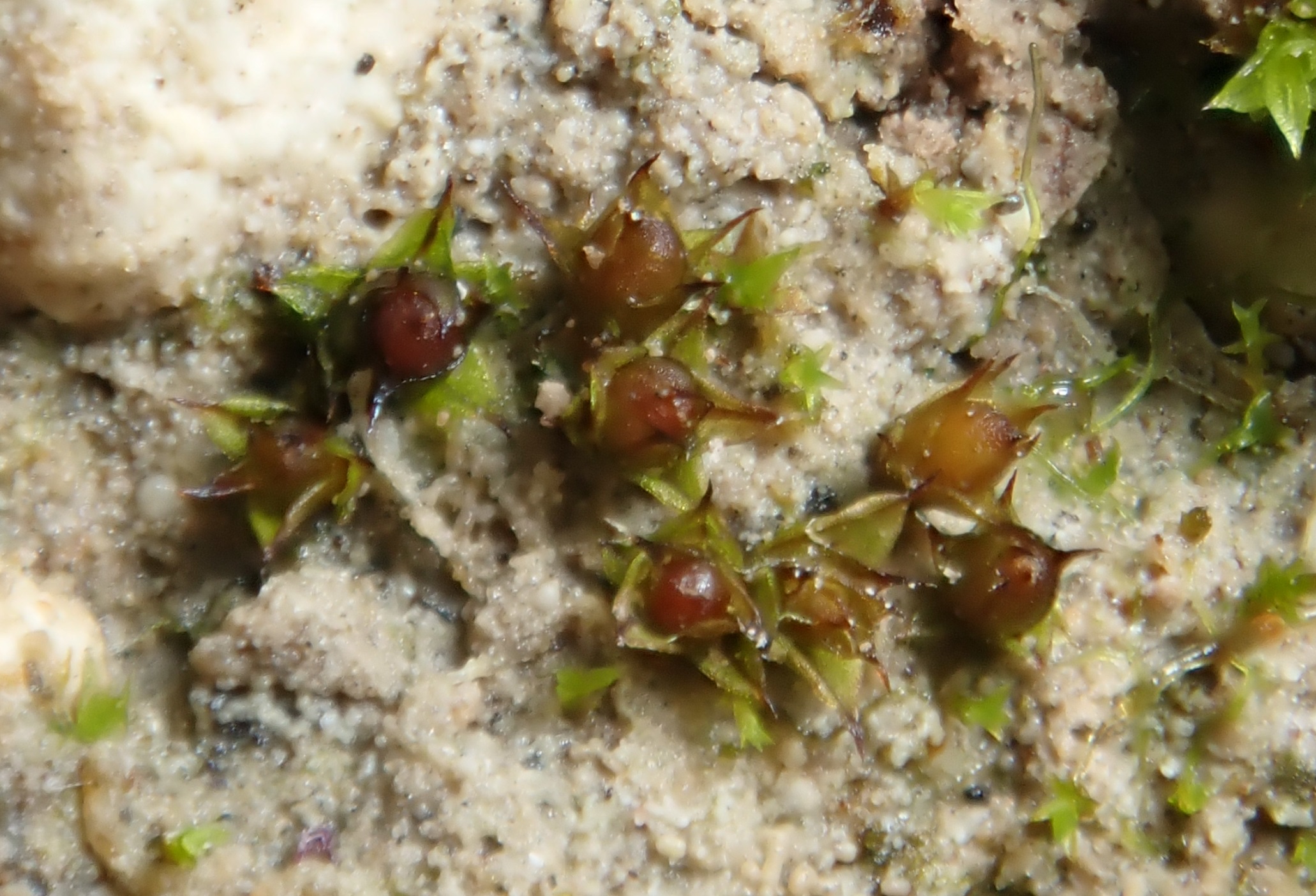 Deux nouvelles mousses pour les Hauts-de-France
