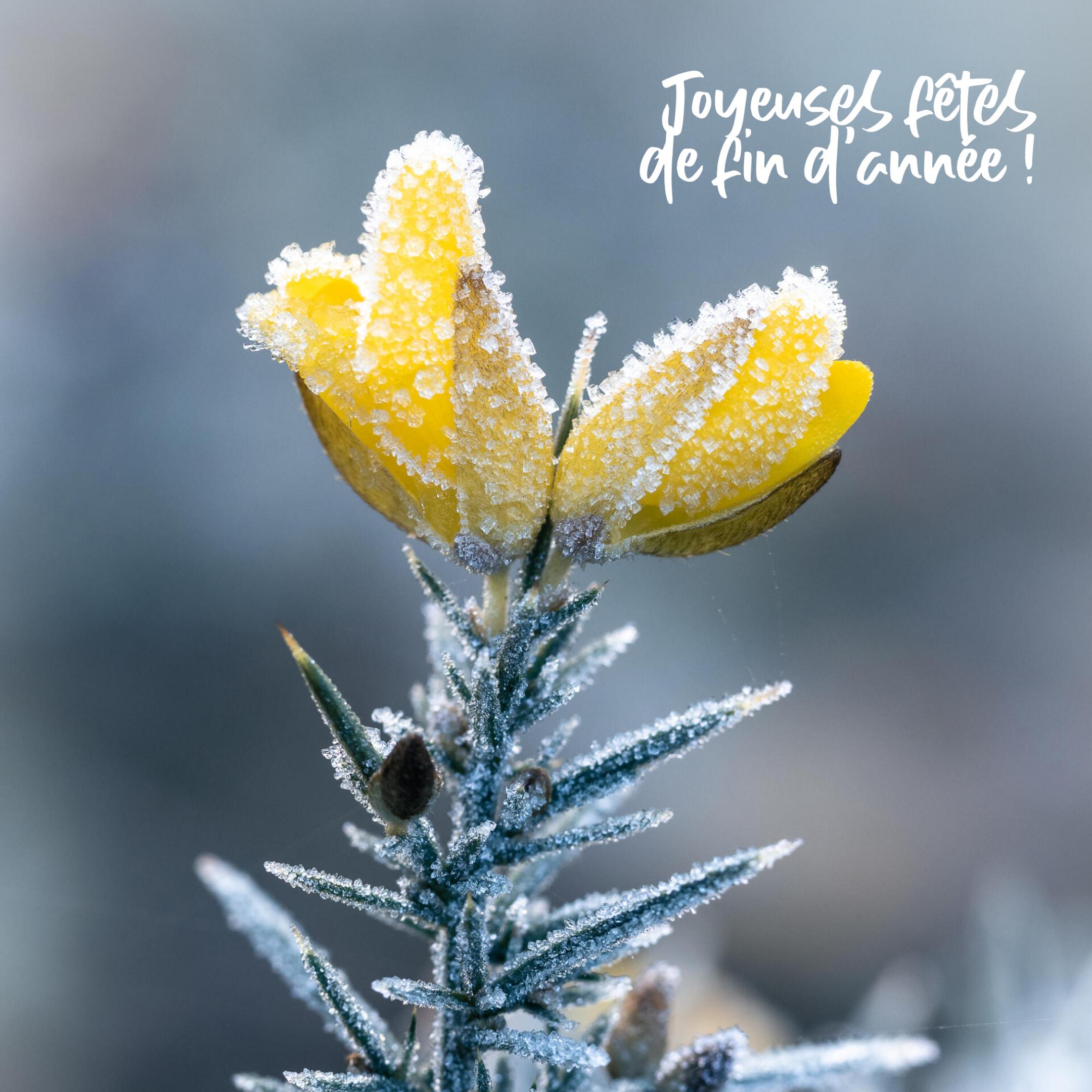 Joyeuses fêtes de fin d'année !