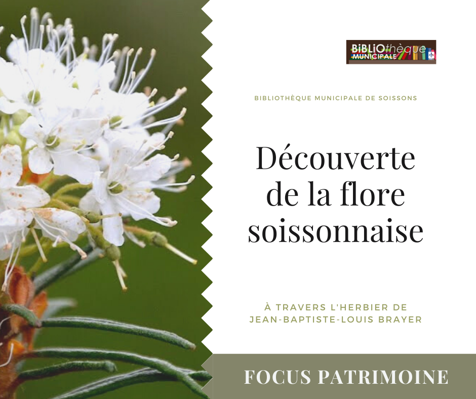 Découverte de la flore soissonnaise à travers l'herbier Brayer