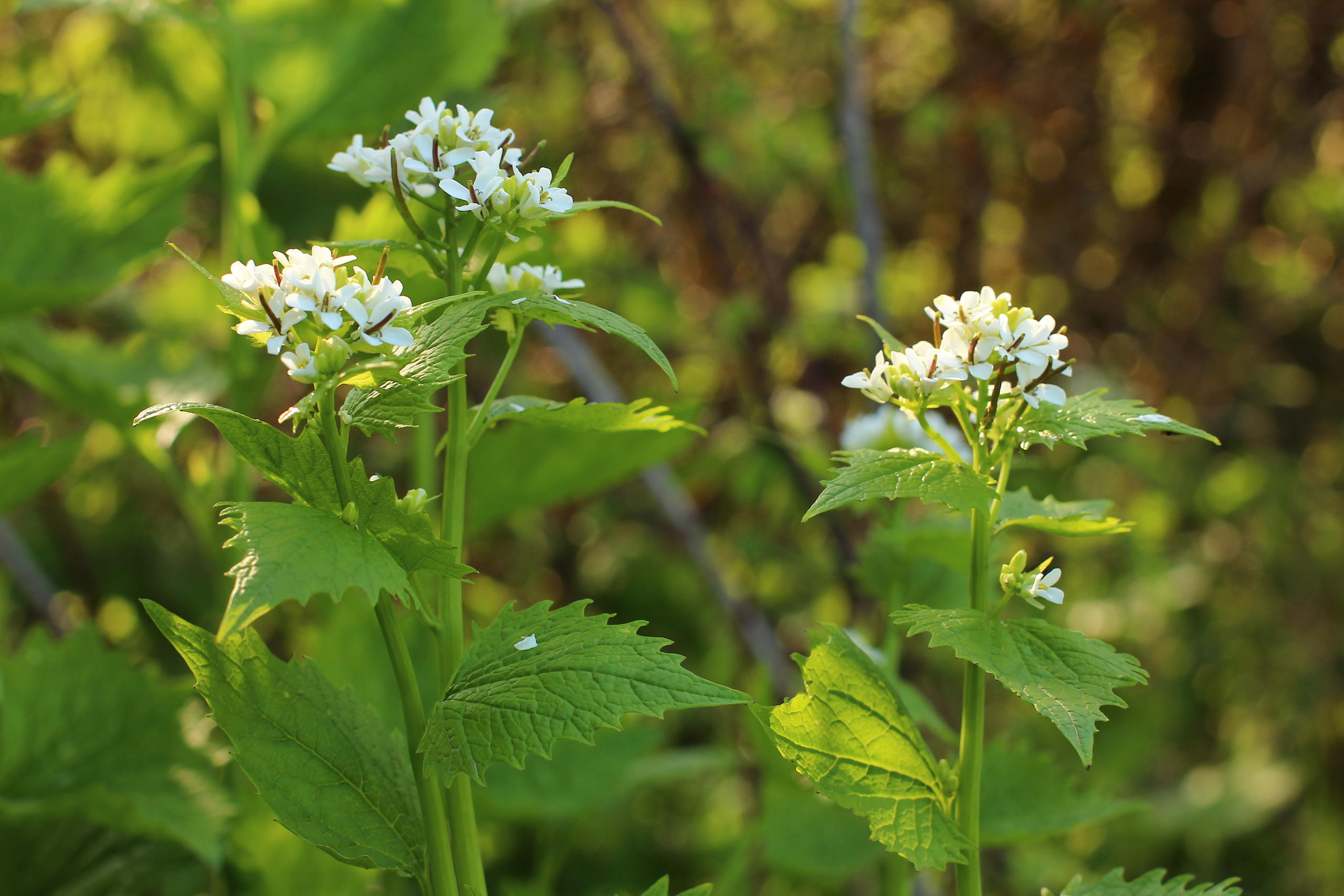 Sortie sur les plantes sauvages comestibles à Géodomia (Aisne)