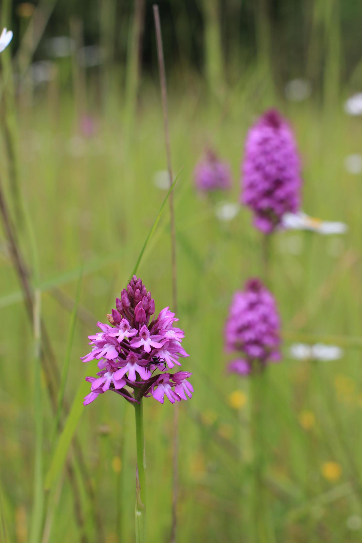 Sortie nature : "Découverte des plantes sauvages de Géodomia (Aisne)"