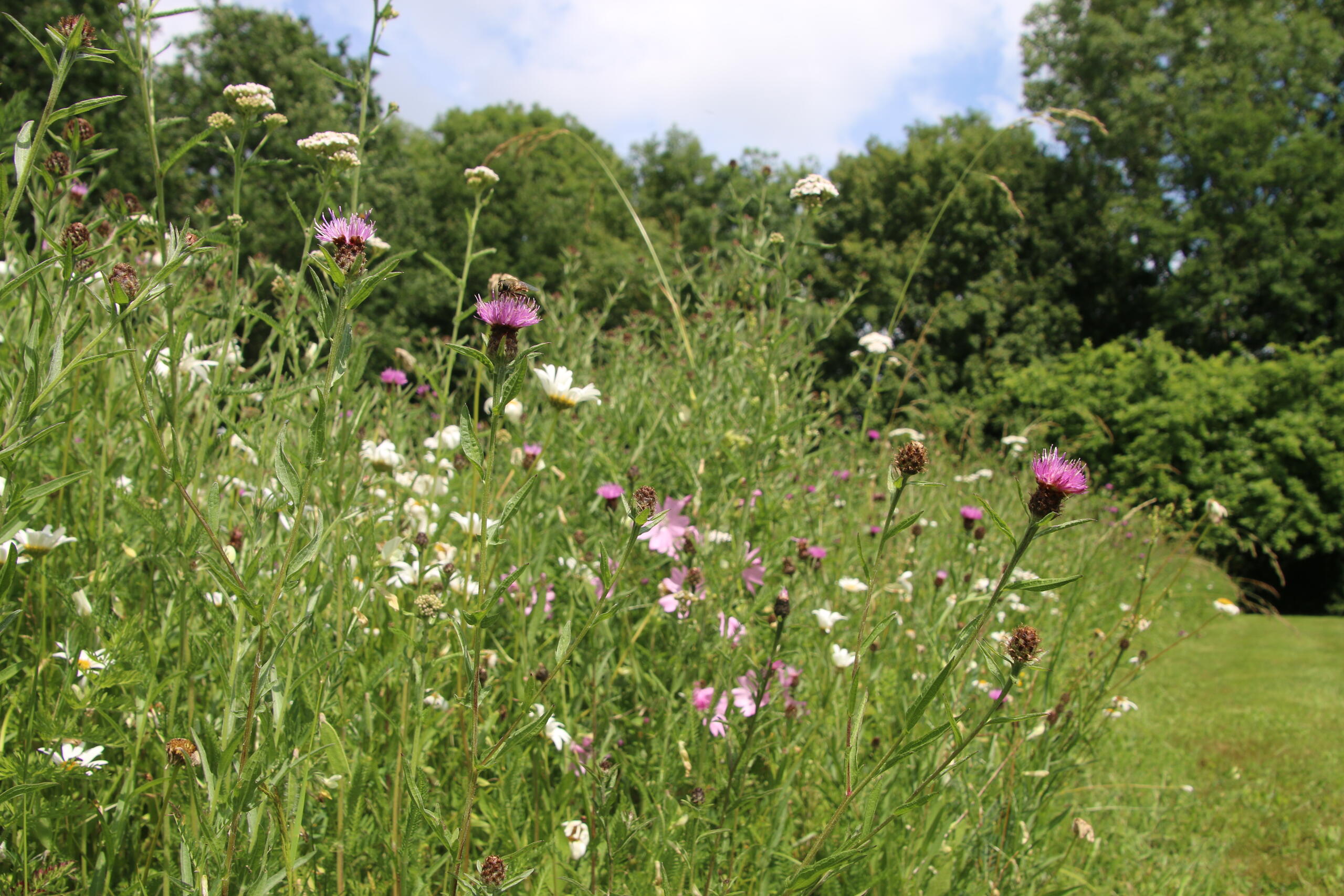 Rendez-vous nature : "Et si on arrêtait de tondre notre jardin… Juste pour voir !" (Nord)