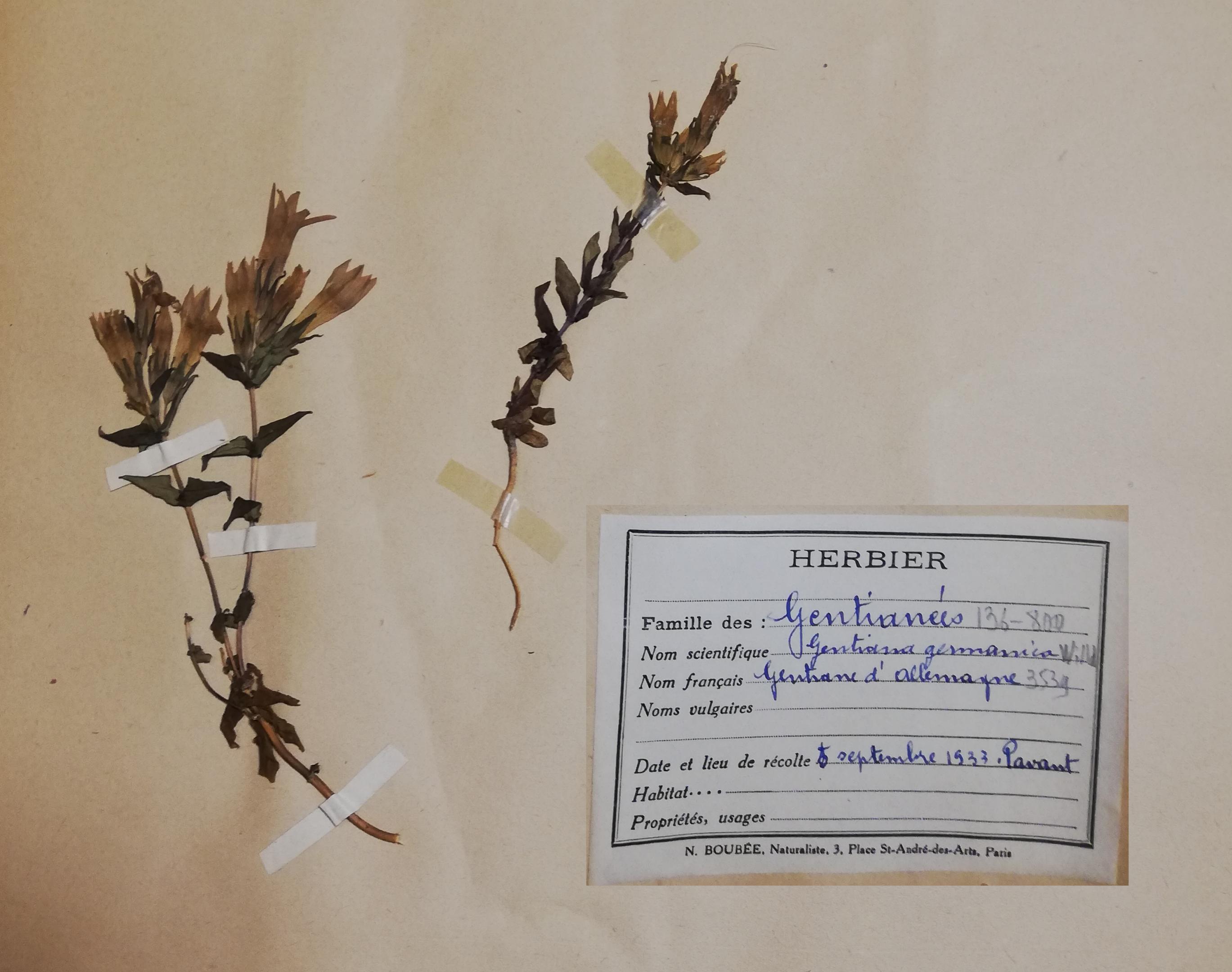 Leg de l’herbier de Pierre MATHIAS