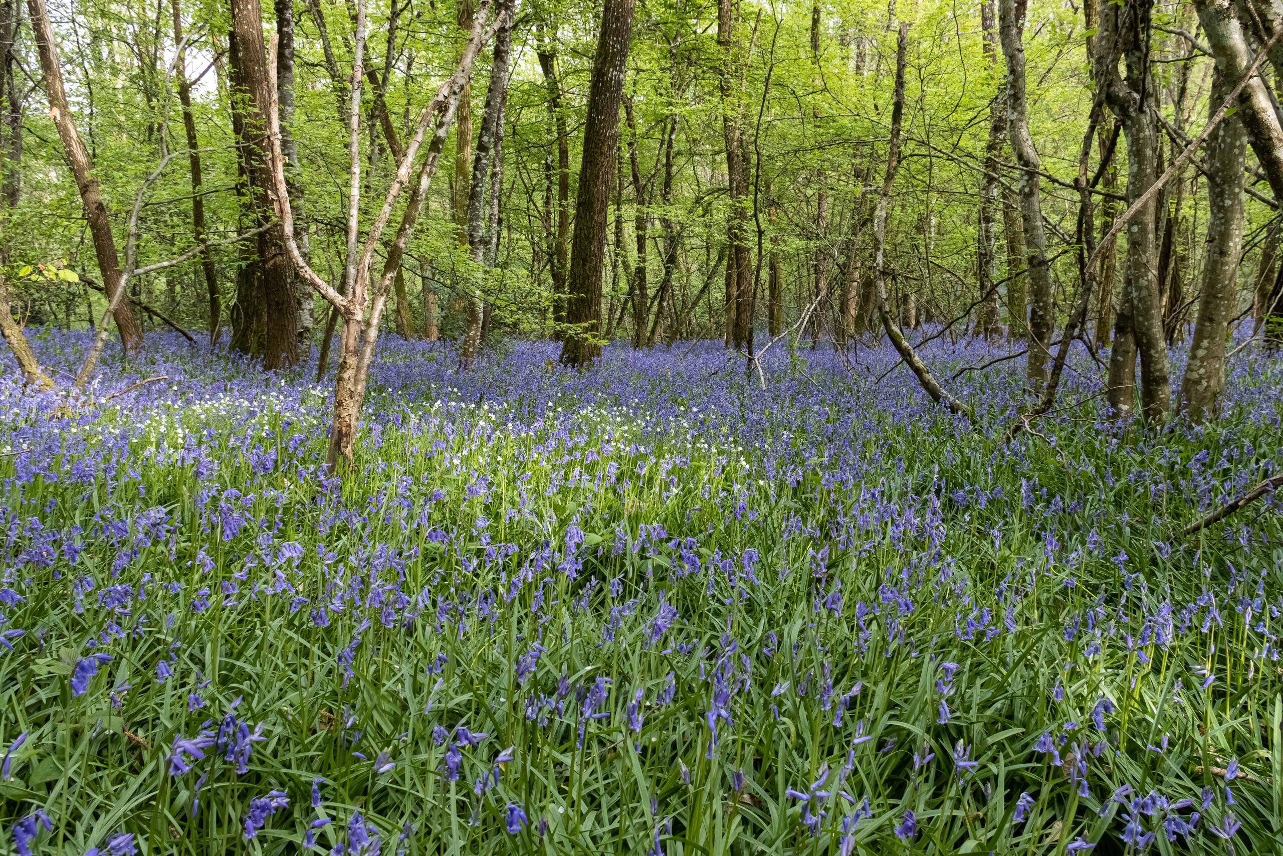 Rendez-vous nature : "La forêt enchantée" (Nord)