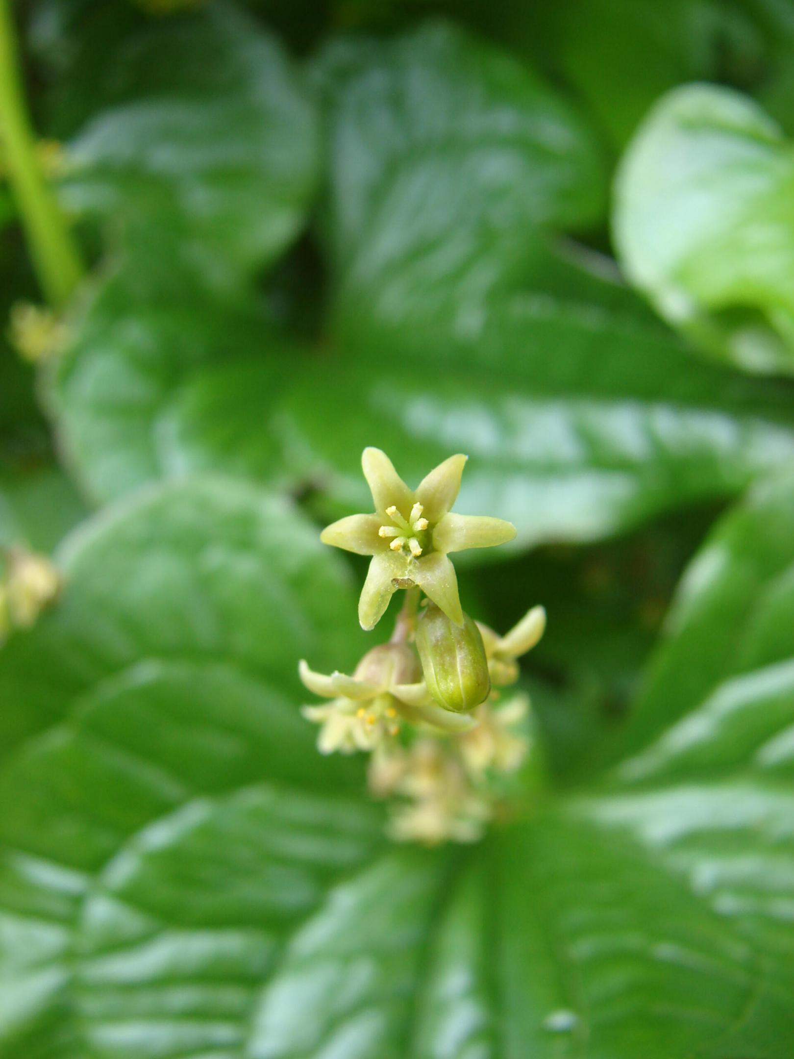 Rendez-vous nature : "Les plantes à belle-mère" (Nord)