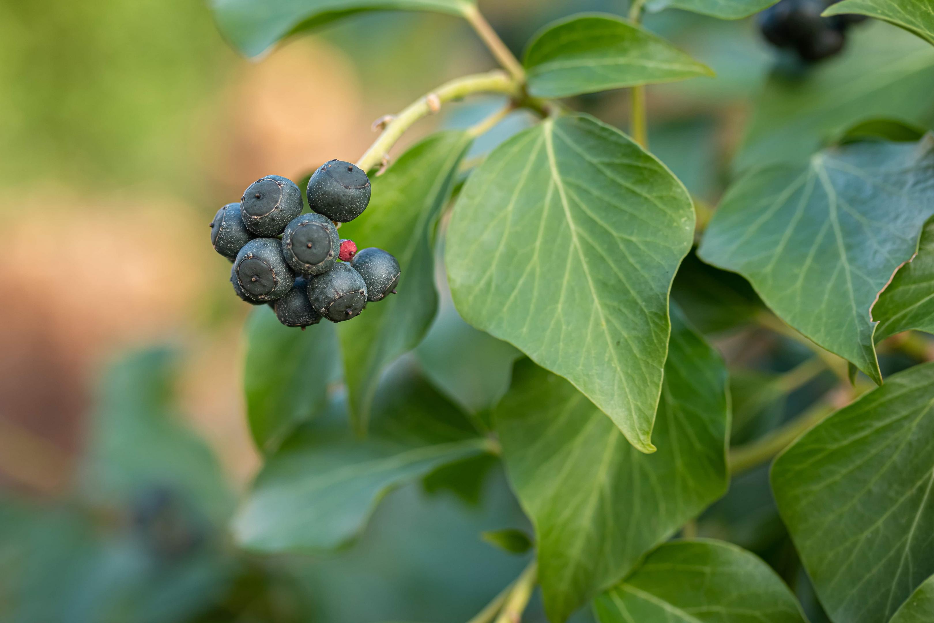 Rendez-vous nature : "Lierre, mon amour" (Nord)