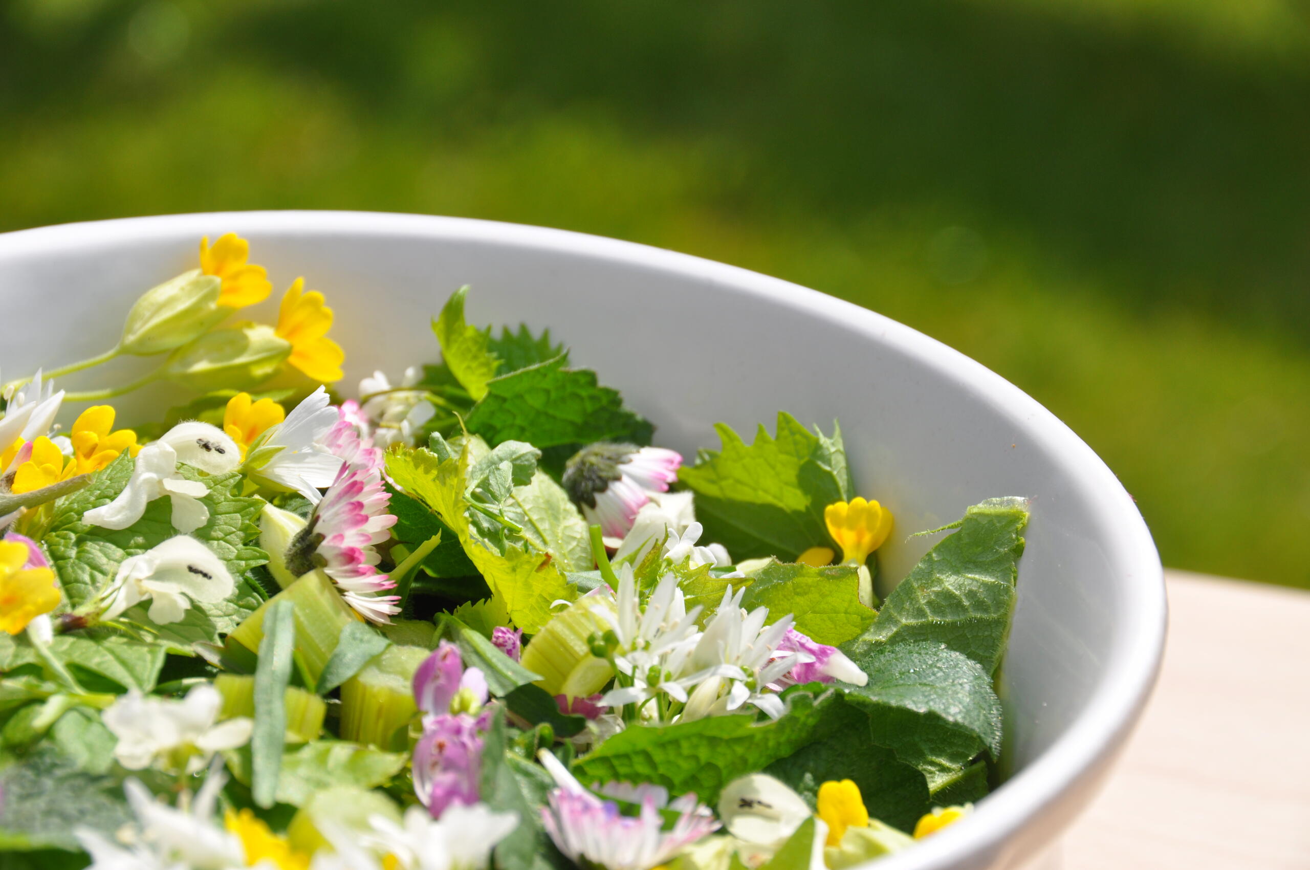 Sortie nature : « Plantes comestibles et médicinales » au Ansereuilles (Nord)