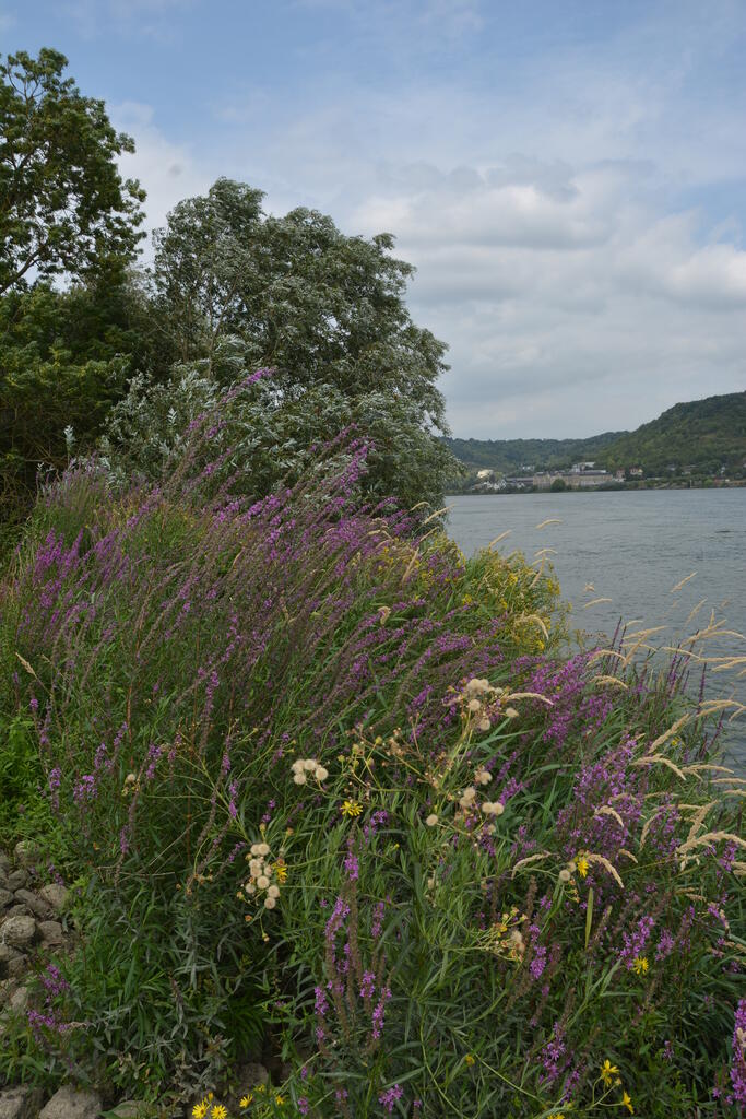 Sortie nature : "Les végétations de bord de cours d'eau" à Quesnoy-sur-Deûle (Nord)