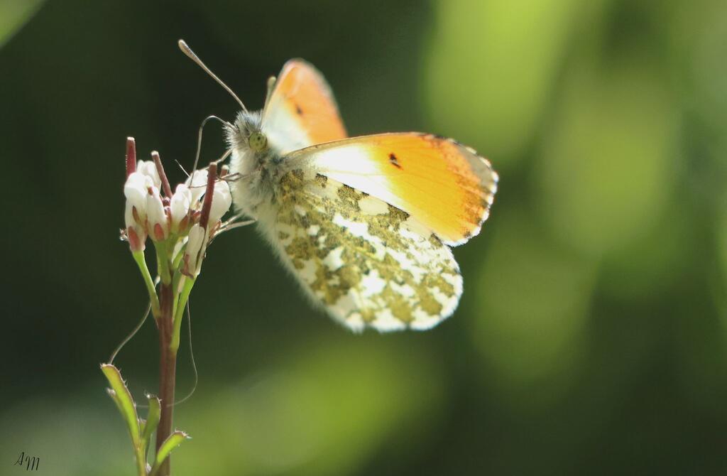 Sortie nature : "La vie sexuelle des plantes" à la Canteraine (Nord)