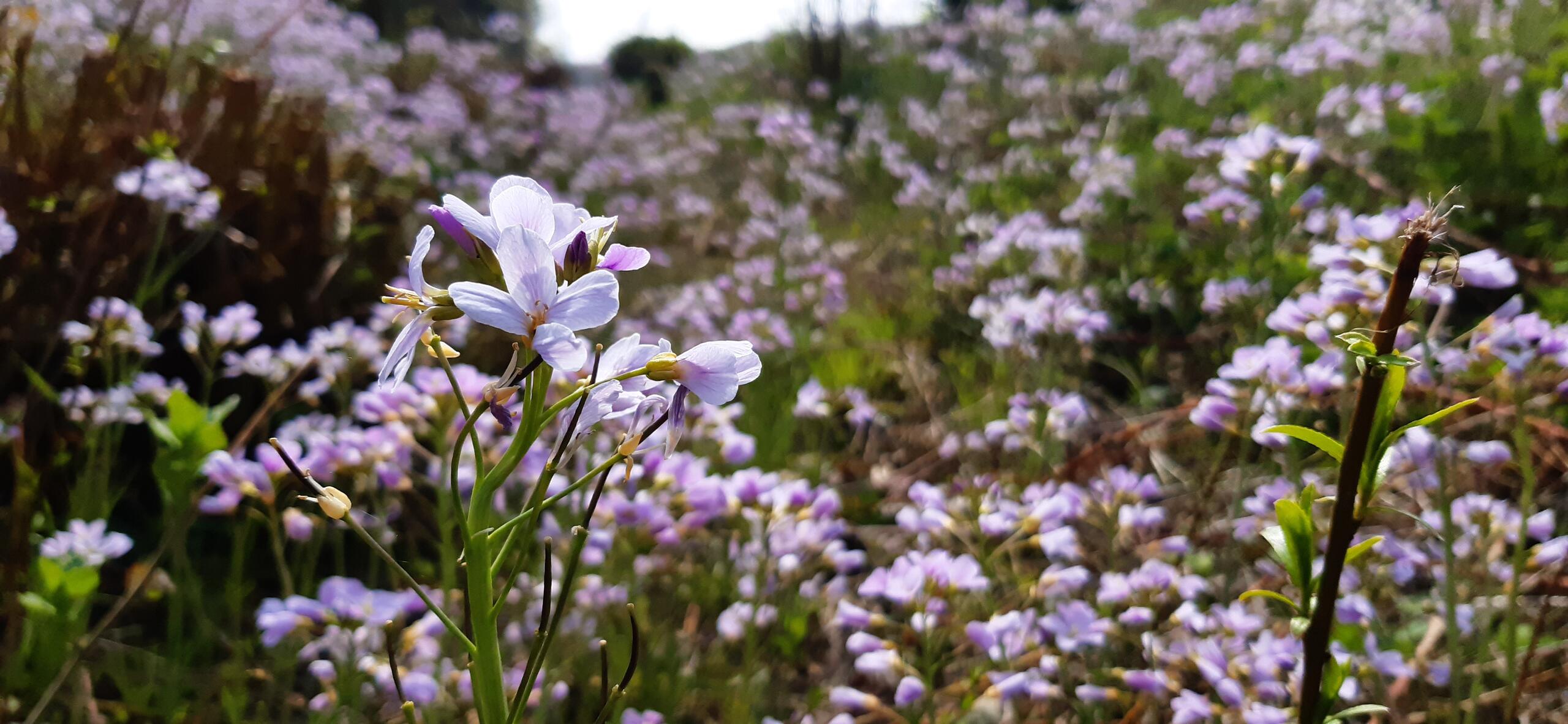 Sortie nature « Les plantes ont besoin d’eau pour vivre » aux Prés du Hem (Nord)