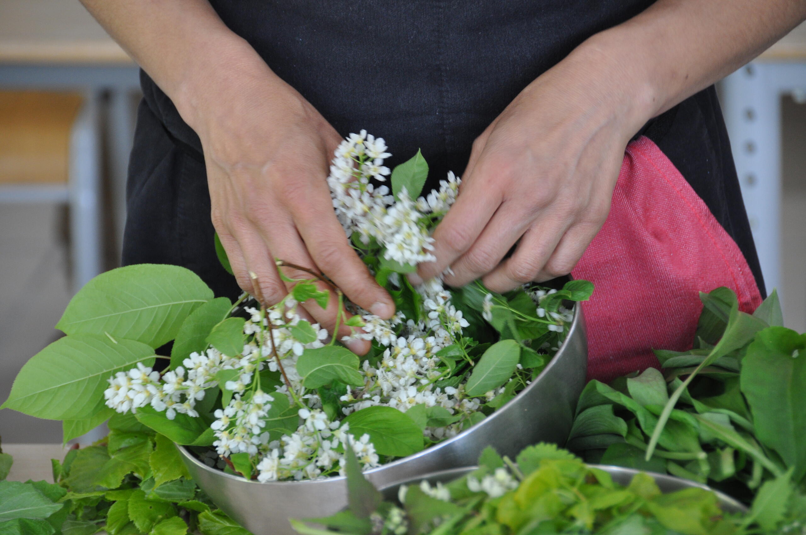 Apprendre à cuisiner les plantes sauvages comestibles (Grémévillers, Oise)