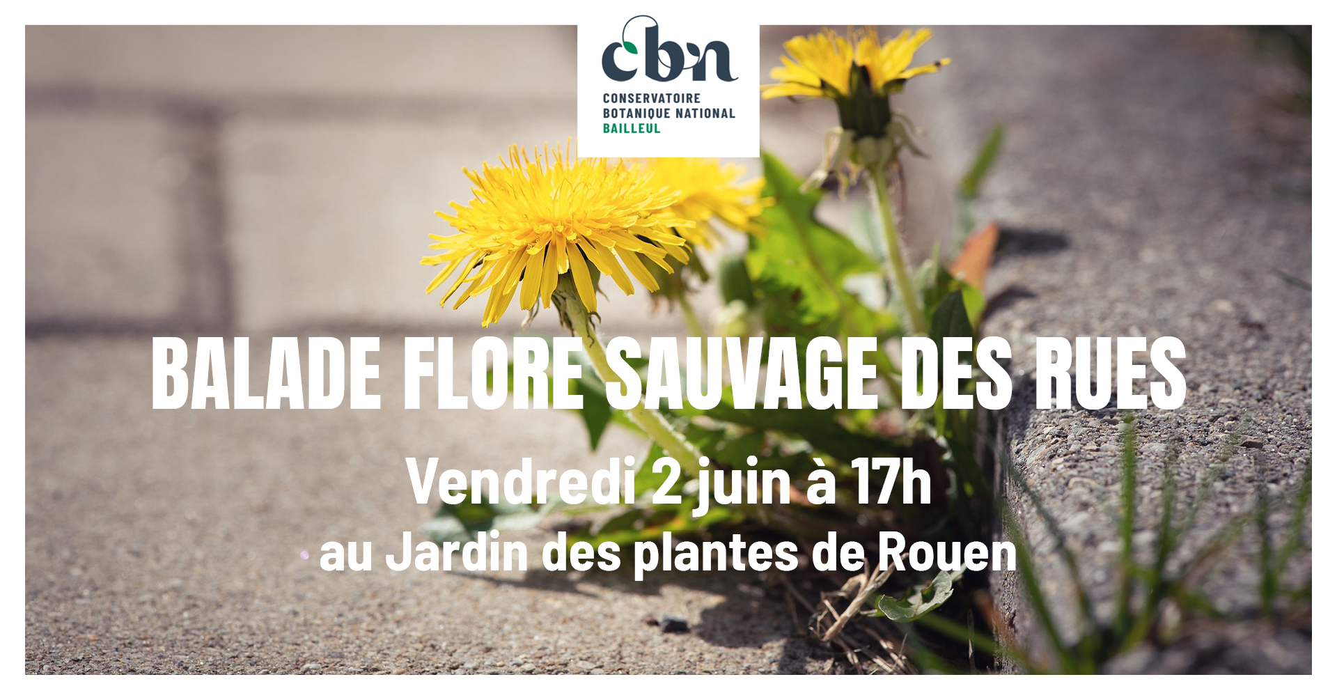 Balade "flore sauvage des rues" à Rouen