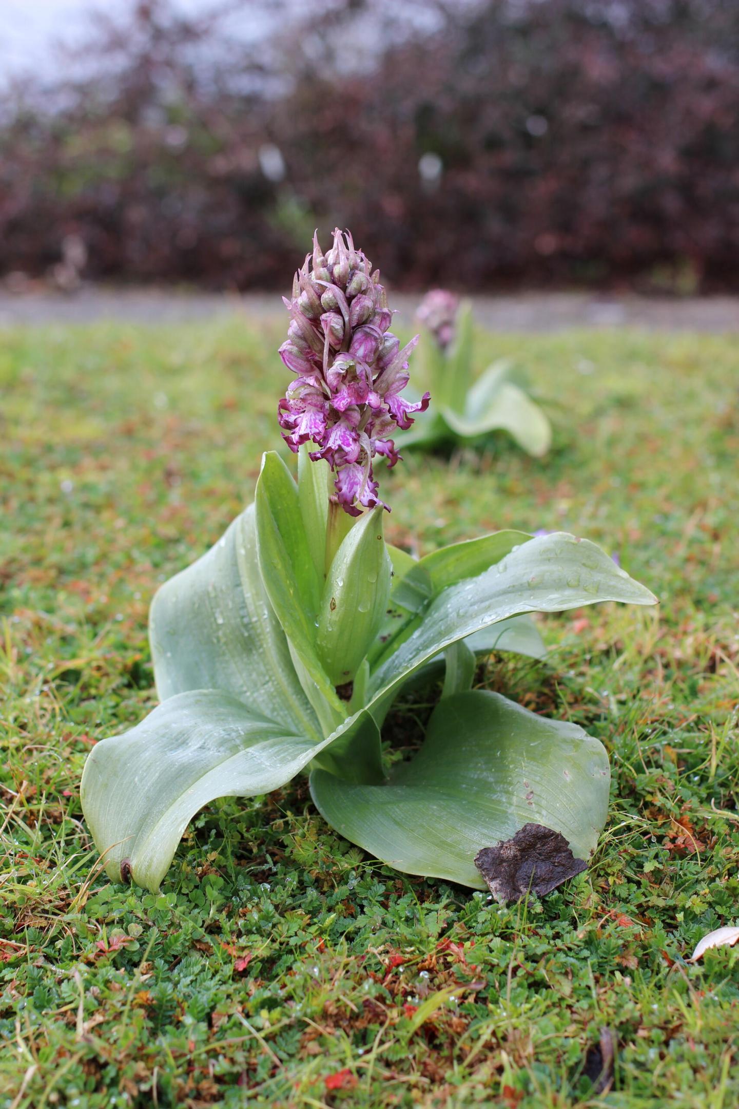 L'Orchis géant : une espèce qui remonte la France