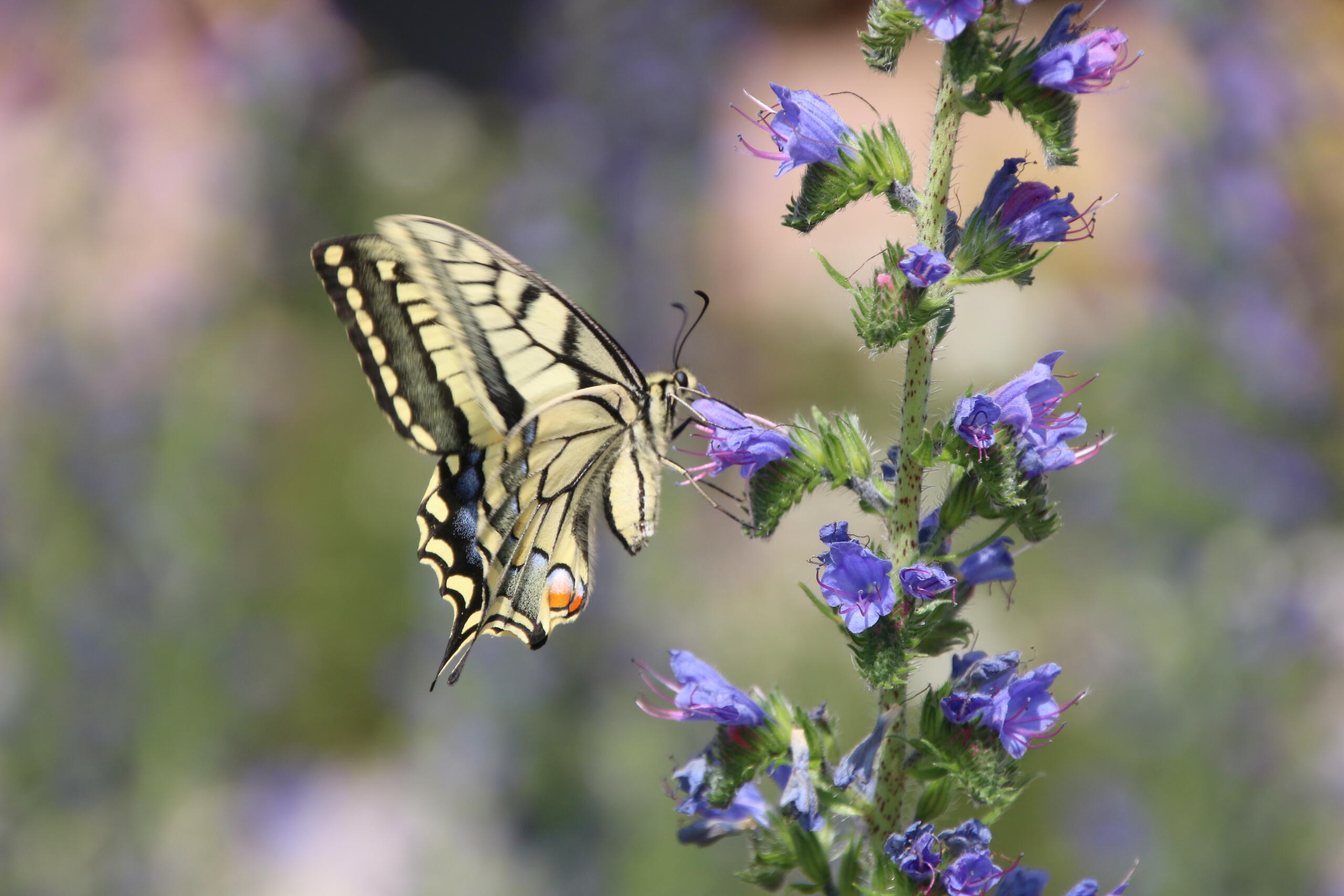 Sortie nature : "Coup de génie chez les plantes" au Parc Jean-Jacques Rousseau (Ermenonville, Oise)
