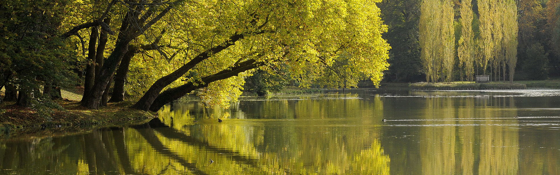 Sortie nature : "Rousseau et la botanique" au Parc Jean-Jacques Rousseau (Ermenonville, Oise)