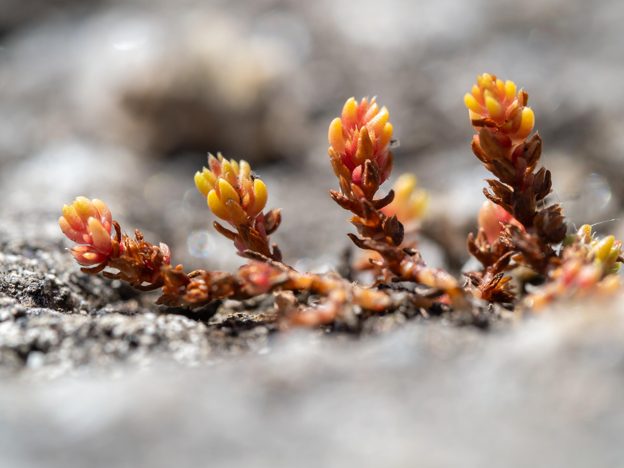 Mise à jour des Référentiels taxonomiques et des statuts régionaux et départementaux version 3.3 : plantes vasculaires et bryophytes