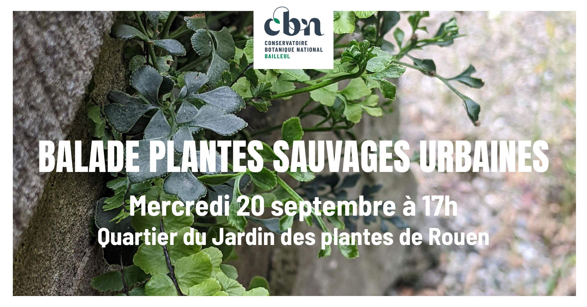 Sortie nature : "Les plantes sauvages urbaines de Rouen"