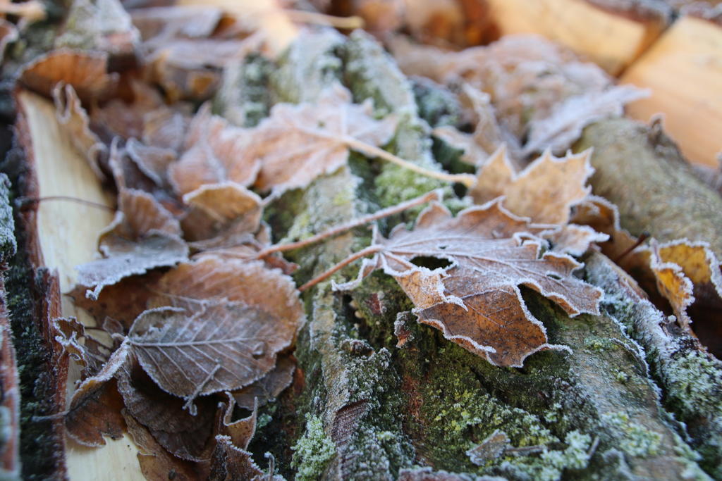 Sortie nature : « Préparation à la vie en conditions extrêmes : le grand froid ! » à Wavrin (Nord)