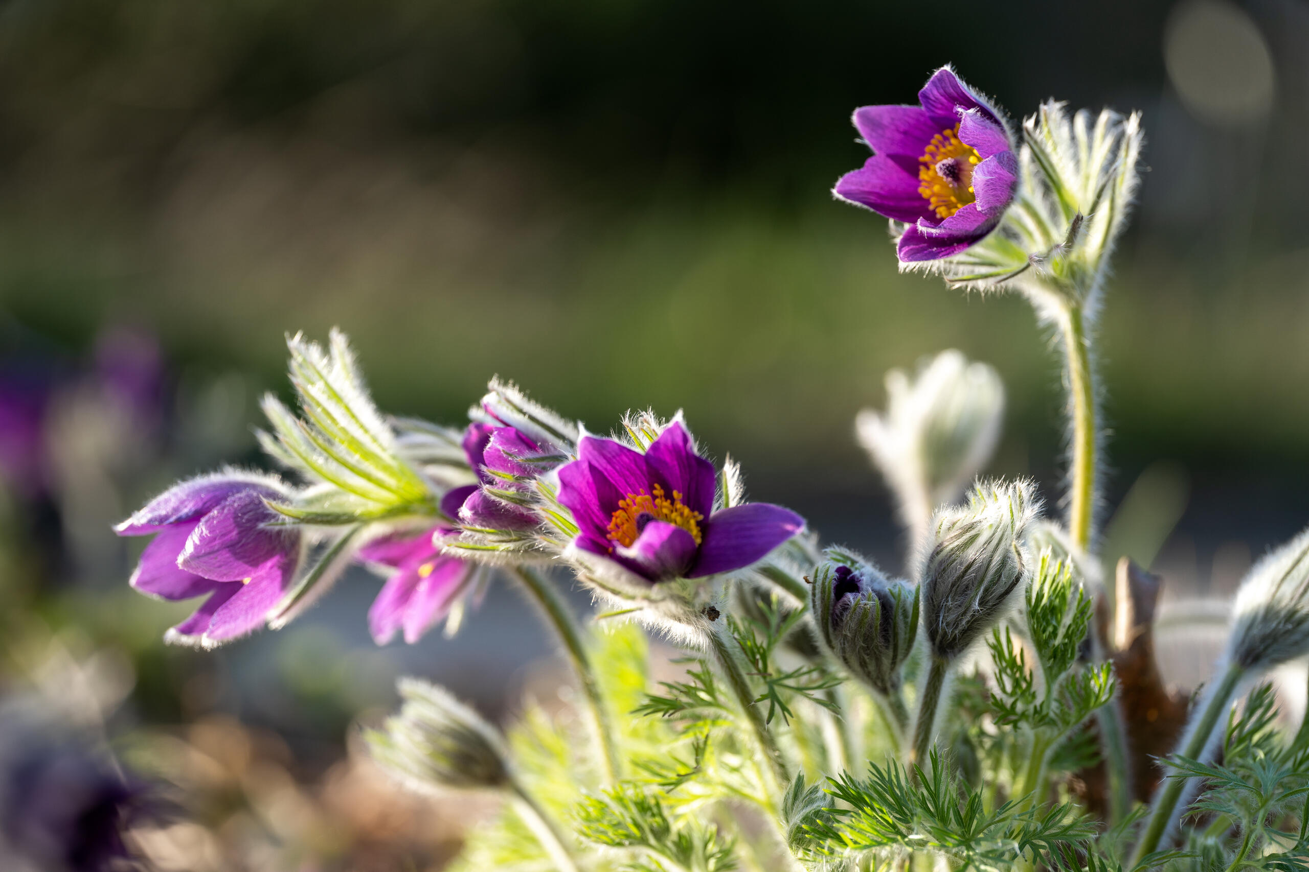Digitale2 : mise à jour des Référentiels taxonomiques et des statuts régionaux et départementaux version 3.4 : plantes vasculaires et bryophytes