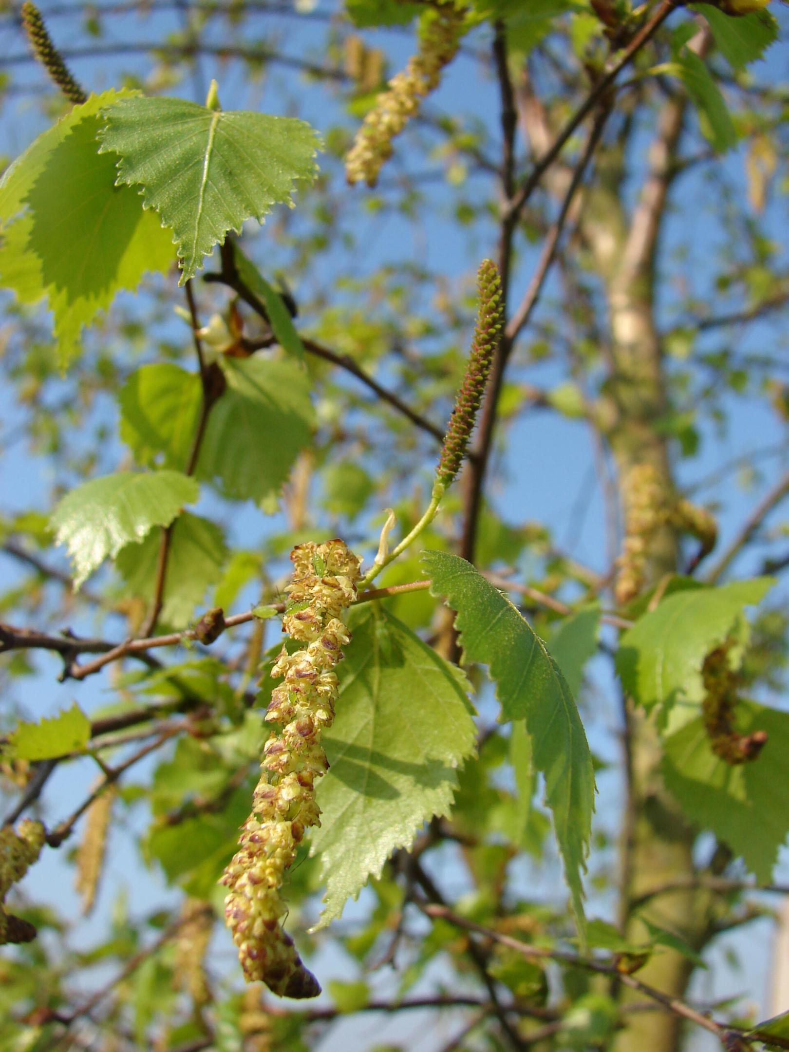 Sortie nature : "Les plantes printanières reprennent du service ! Au bouleau !"