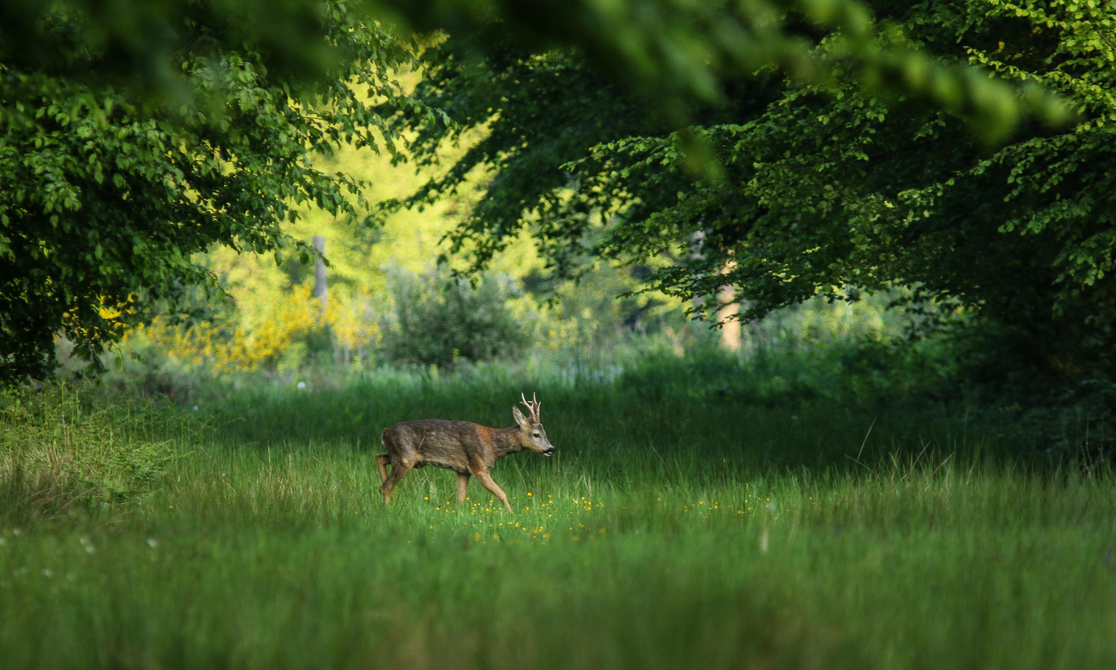 Conférence : "L'histoire naturelle des Hauts-de-France" au Jardin des plantes de Lille (Nord)