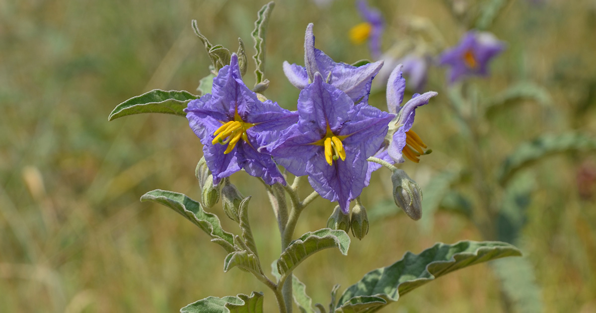 Une définition nationale des statuts d’indigénat/introduction des plantes