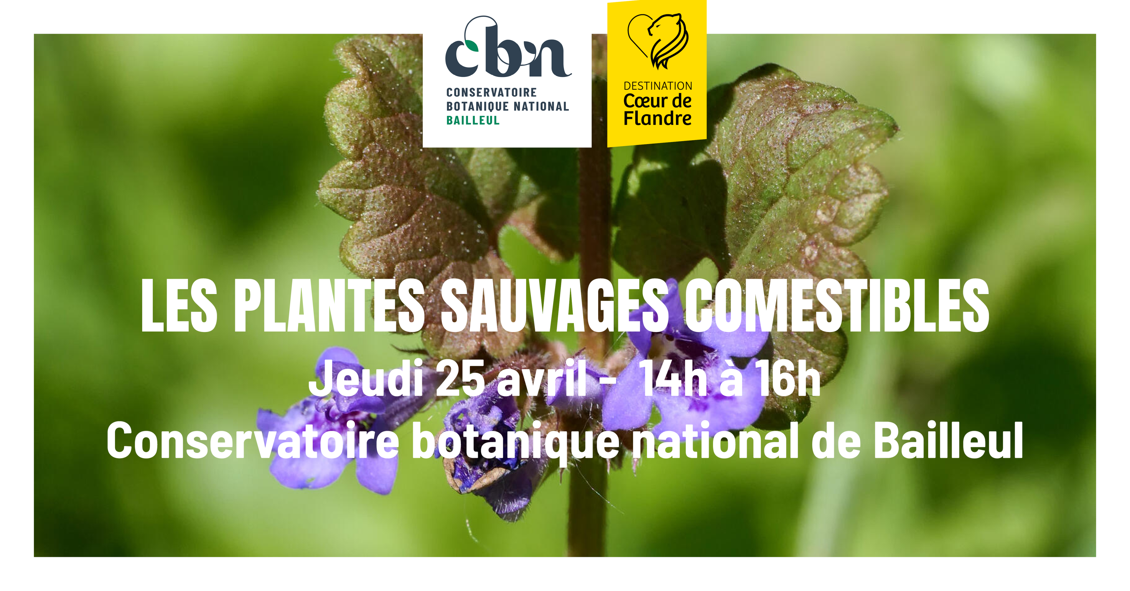 Sortie nature : "Les plantes sauvages comestibles" au CBN de Bailleul