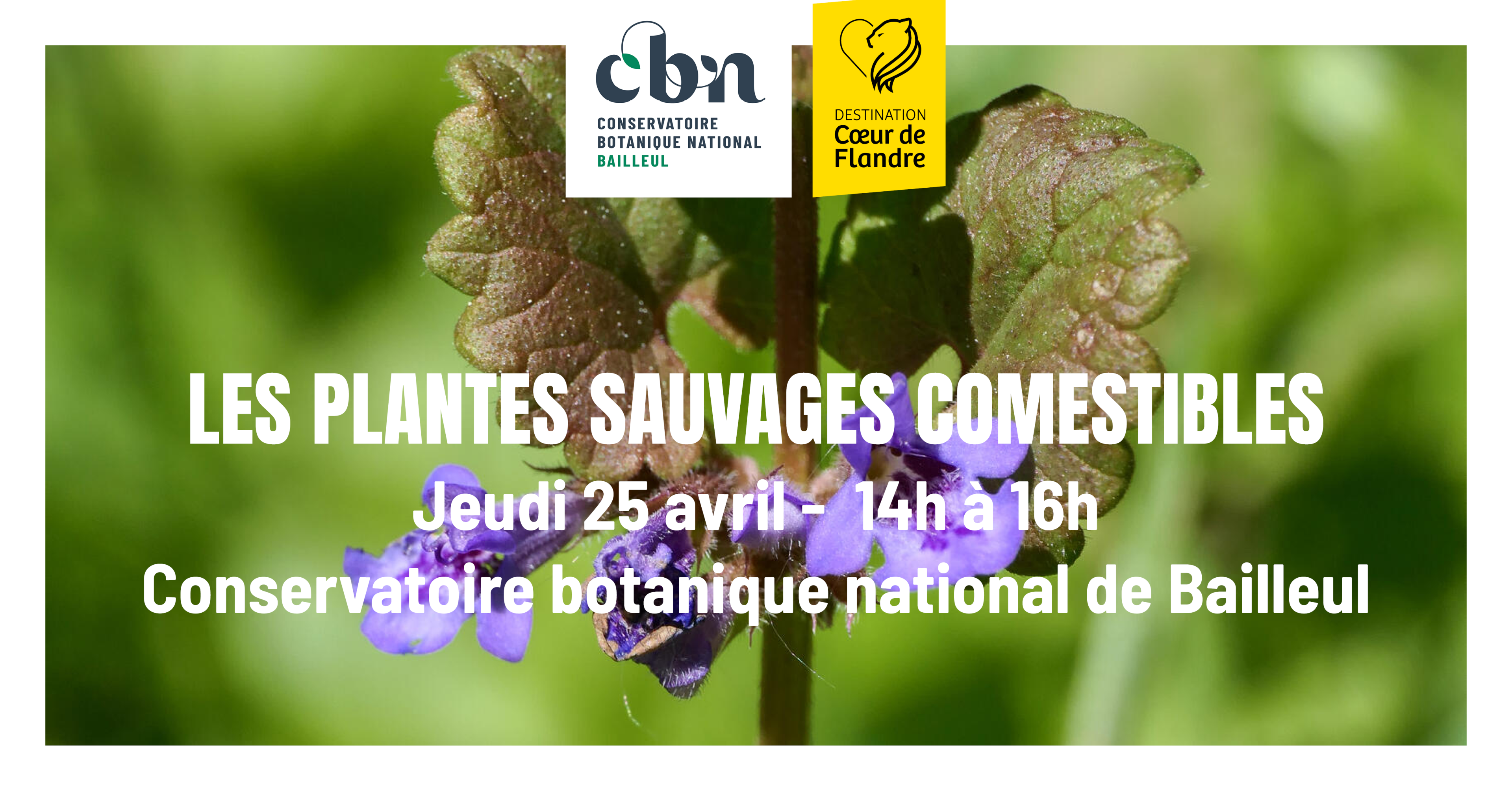 Sortie nature : "Les plantes sauvages comestibles" au CBN de Bailleul 