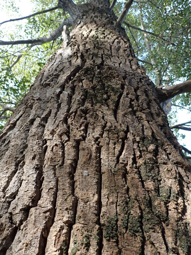 Rendez-vous nature :"Entre terre et ciel : les arbres du mont Noir" (Nord)