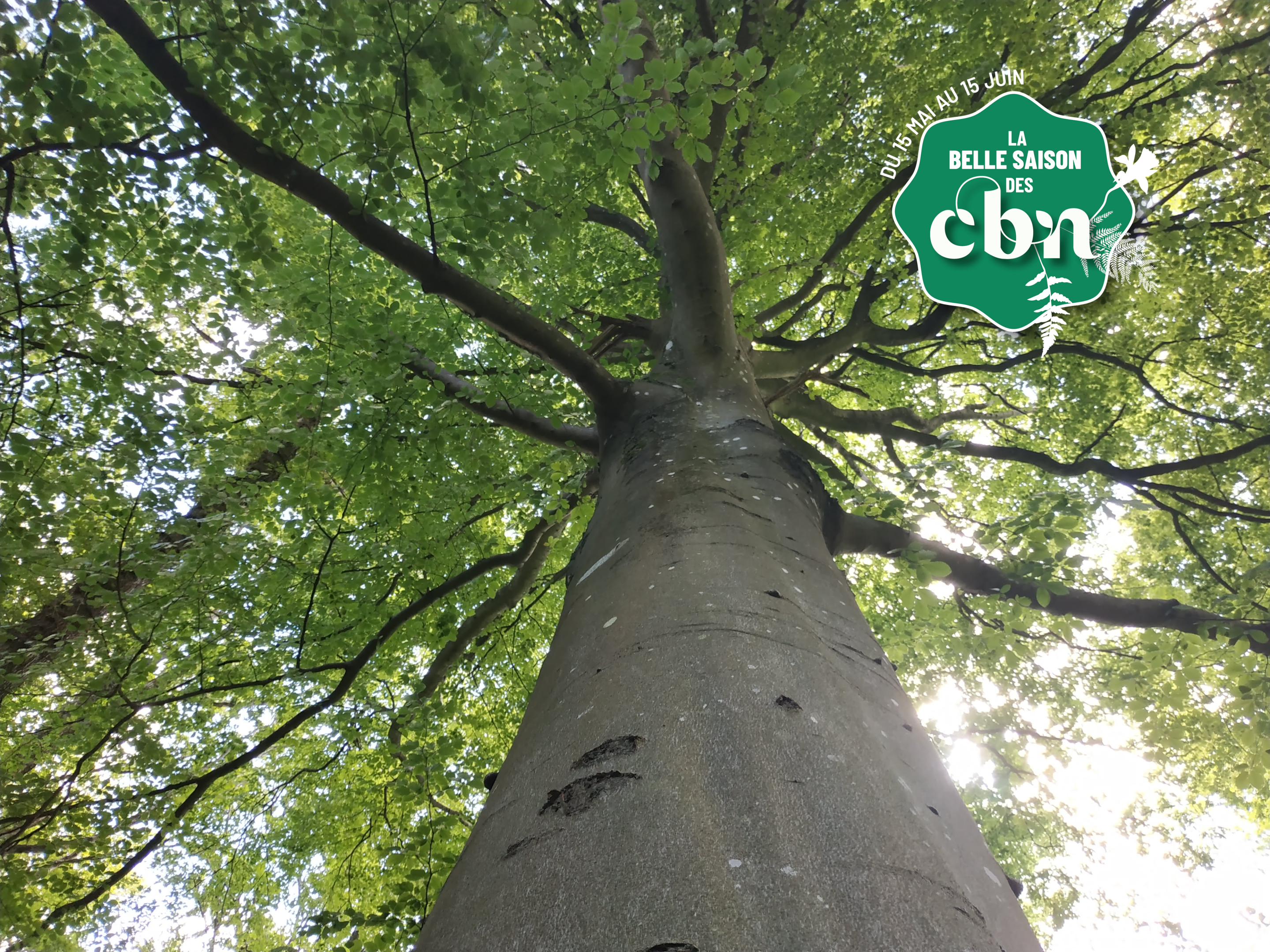 Sortie nature : "La magie du printemps" en forêt de Saint-Gobain (Aisne)