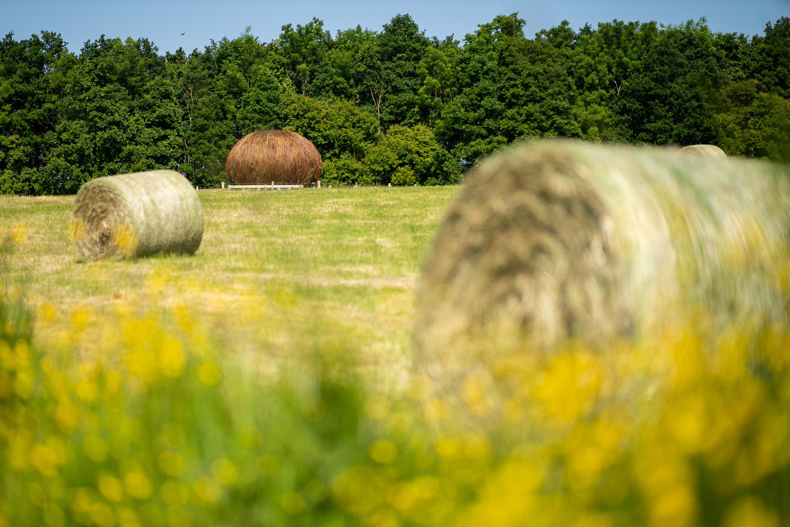 Rendez-vous nature : "La magie du bocage" au CBN de Bailleul