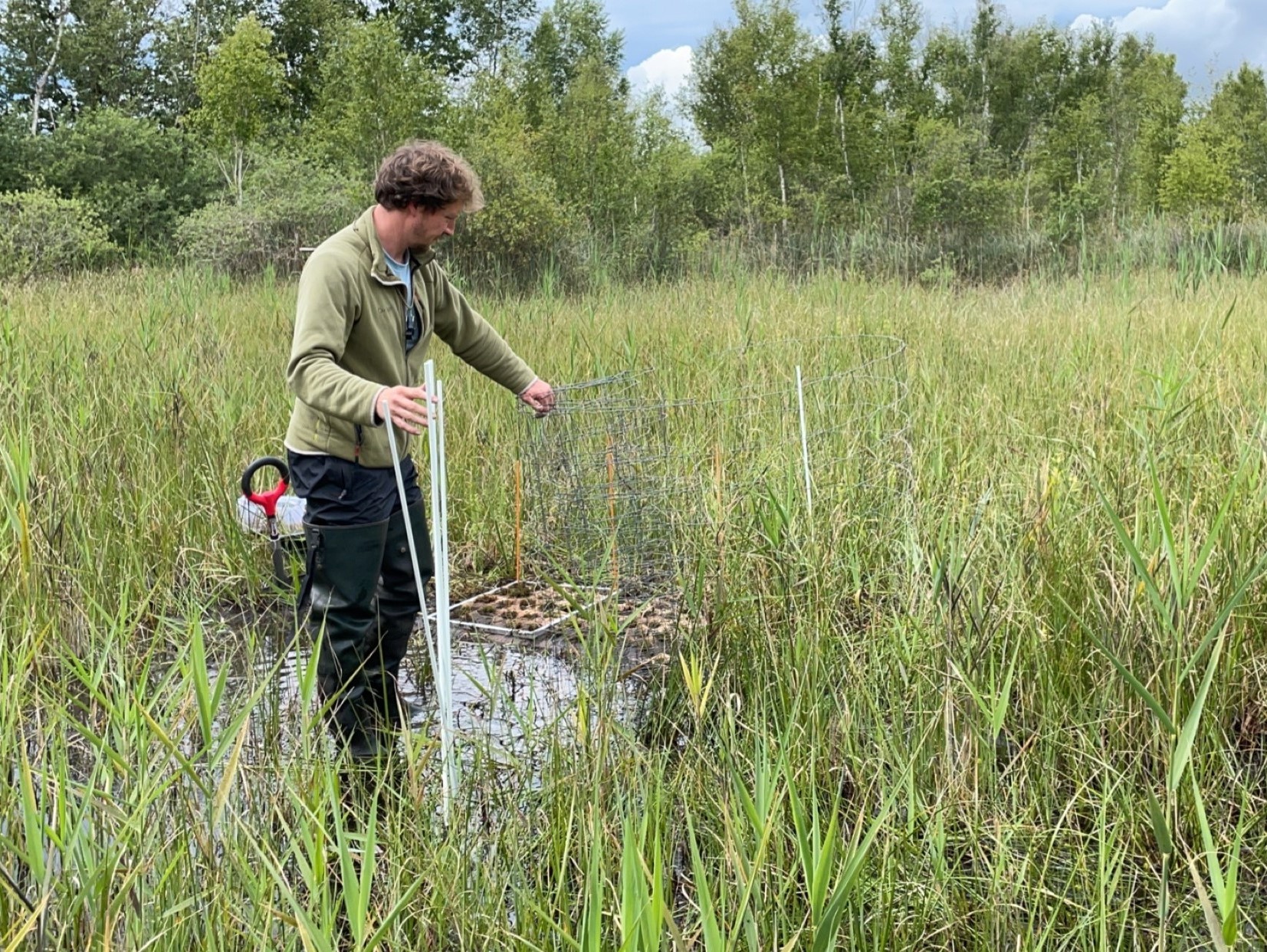 Réintroduction de mousses brunes dans les tourbières des marais de la souche (Aisne)
