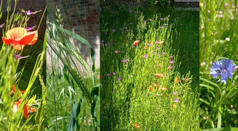 Atelier jardin participatif en famille au CAUE de la Somme (80)