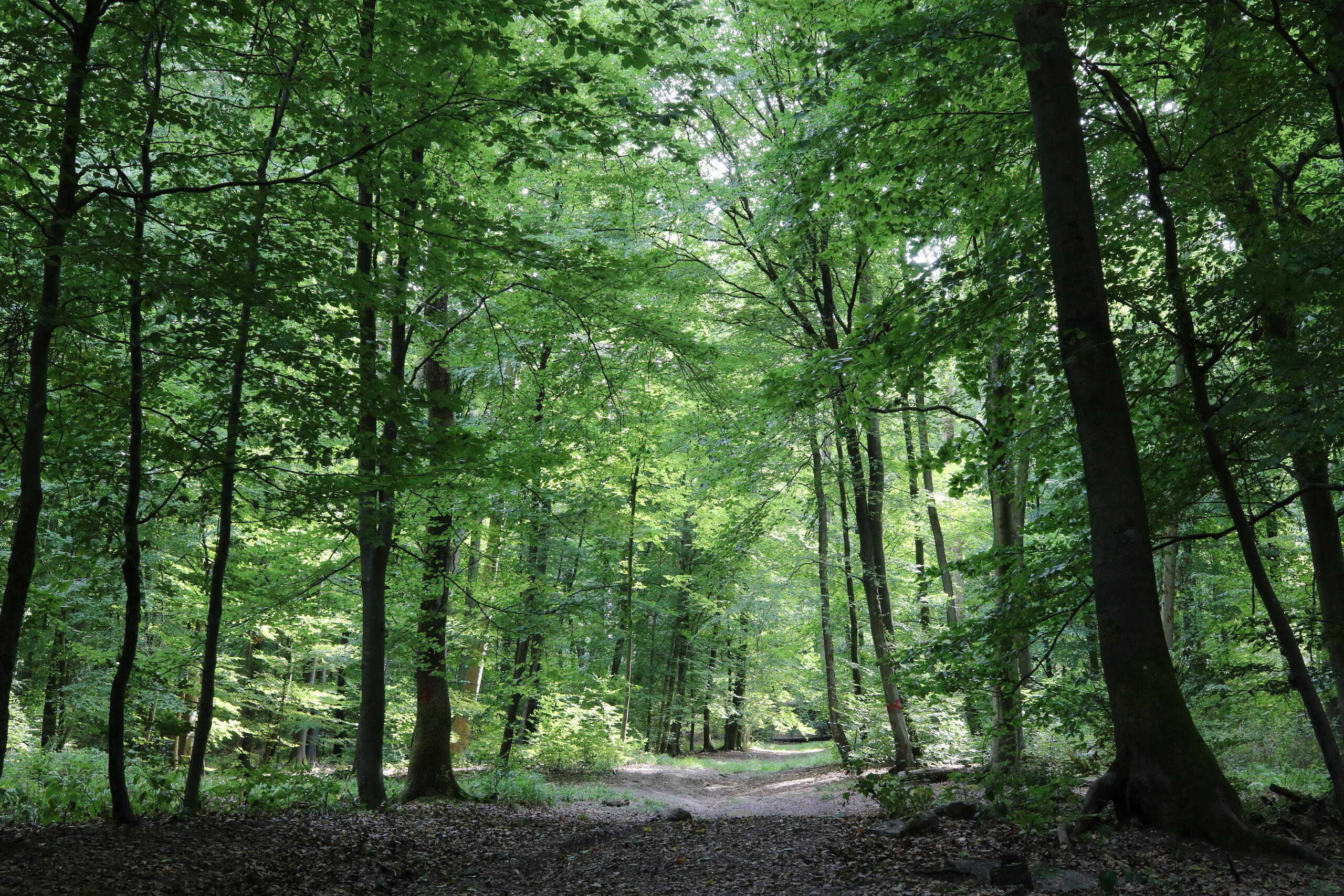 Conférence « La forêt des merveilles » à Haplincourt (Pas-de-Calais)