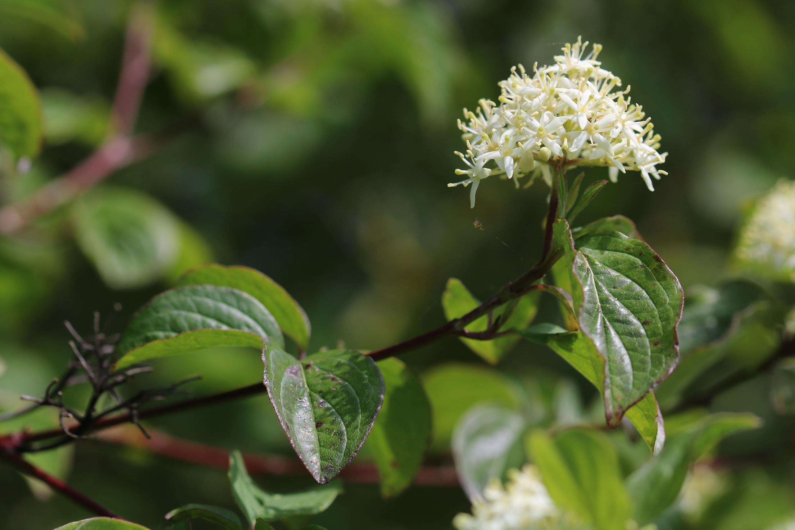 Une journée pour se familiariser avec quelques arbres et arbustes de la région dont la détermination peut paraitre complexe