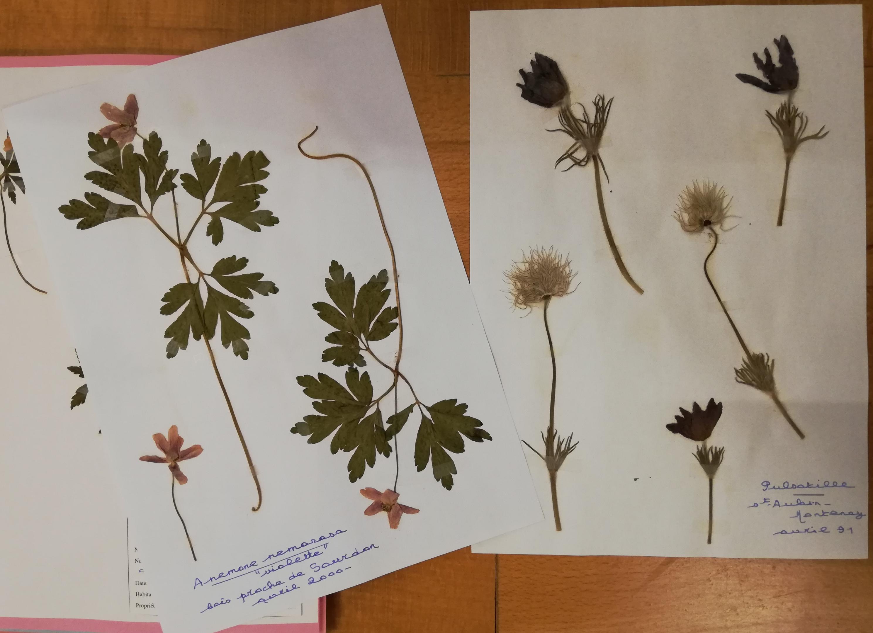 Accueil au CBN de Bailleul de l’herbier des plantes du Professeur Jean-Roger Wattez