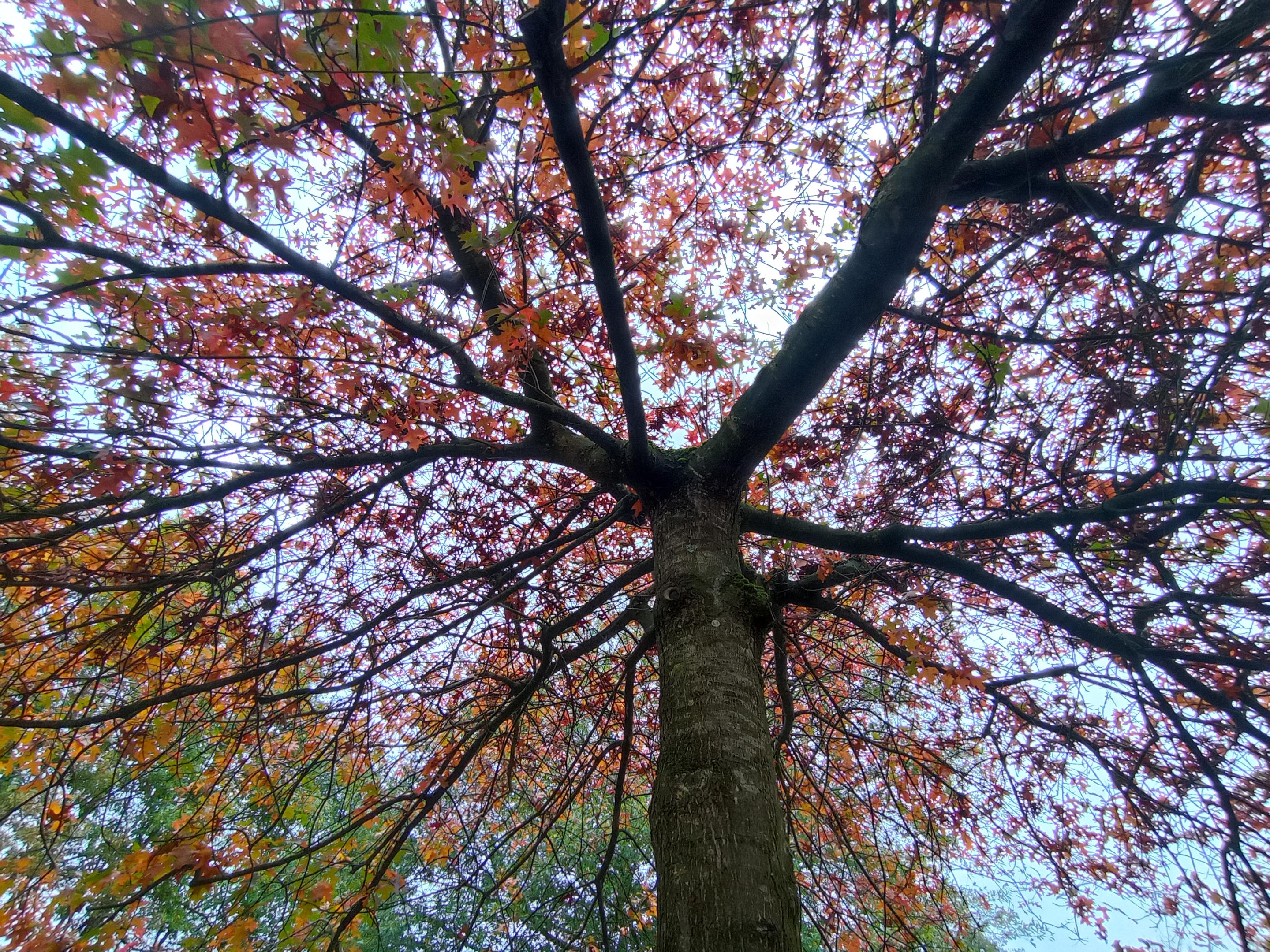 Sortie nature « Sous les rameaux des géants » - Saint-Jans-Cappel (Nord)